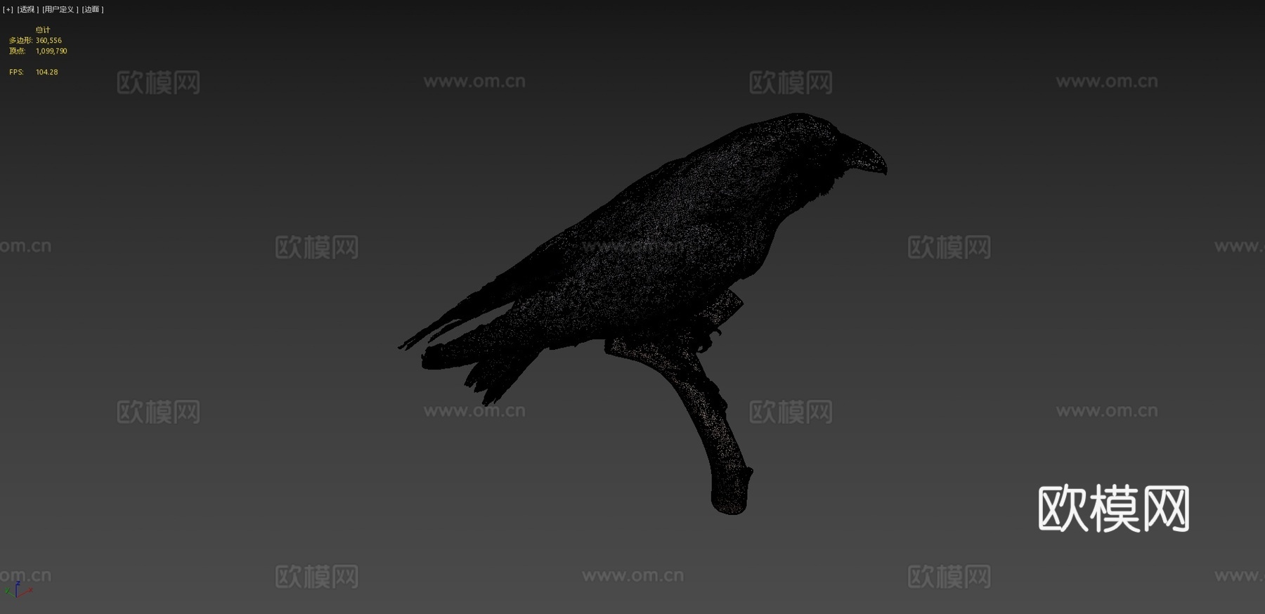 普通乌鸦3d模型