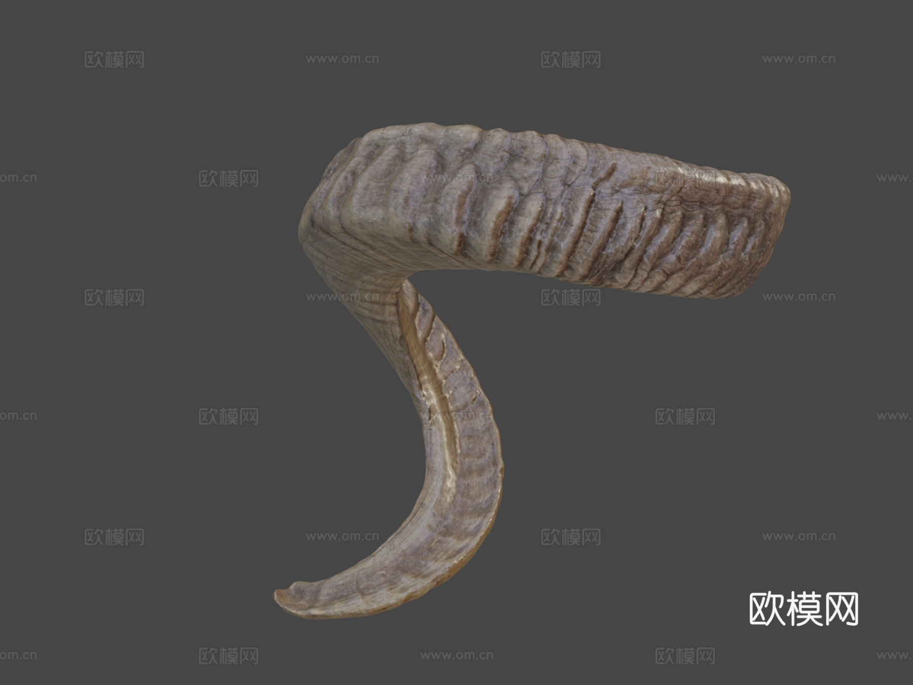 公羊角3d模型