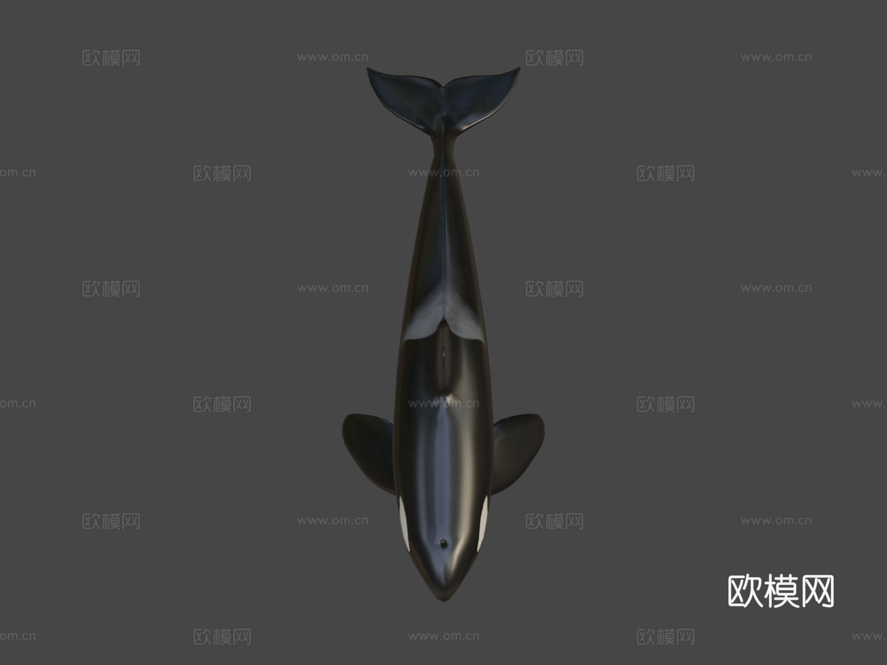虎鲸(逆戟鲸)-杀人鲸3d模型