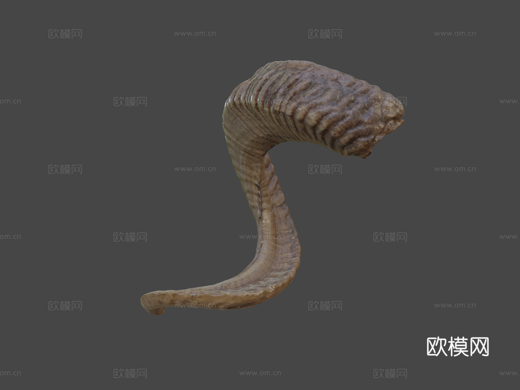 公羊角3d模型