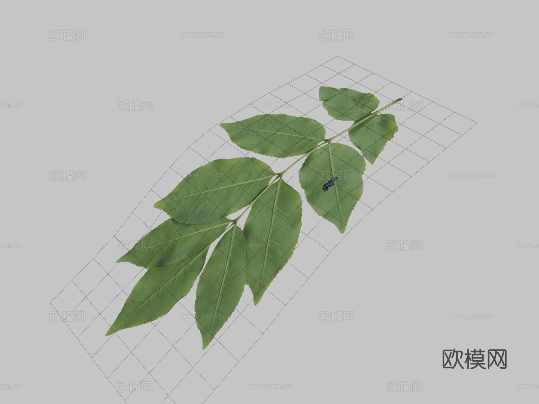翱翔蝴蝶动画3d模型