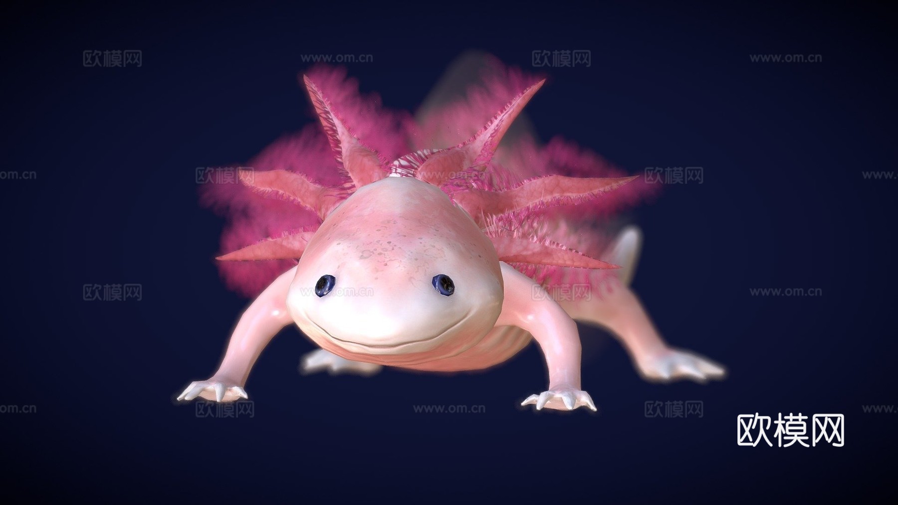 美西螈3d模型