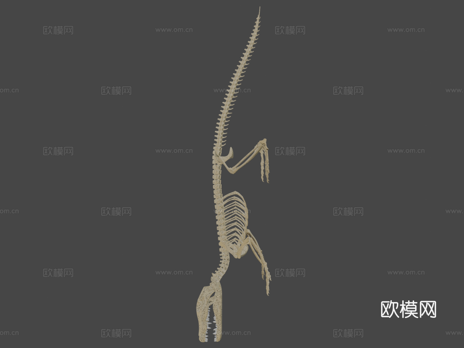 鳄鱼骨架3d模型