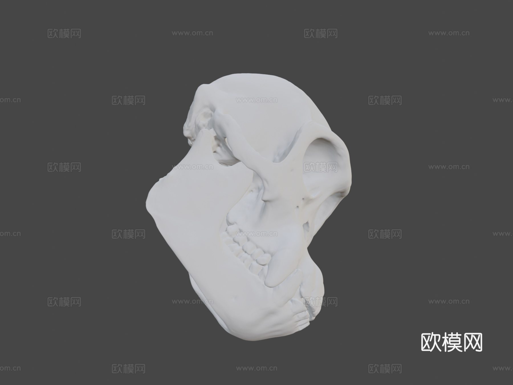黑猩猩头骨3d模型