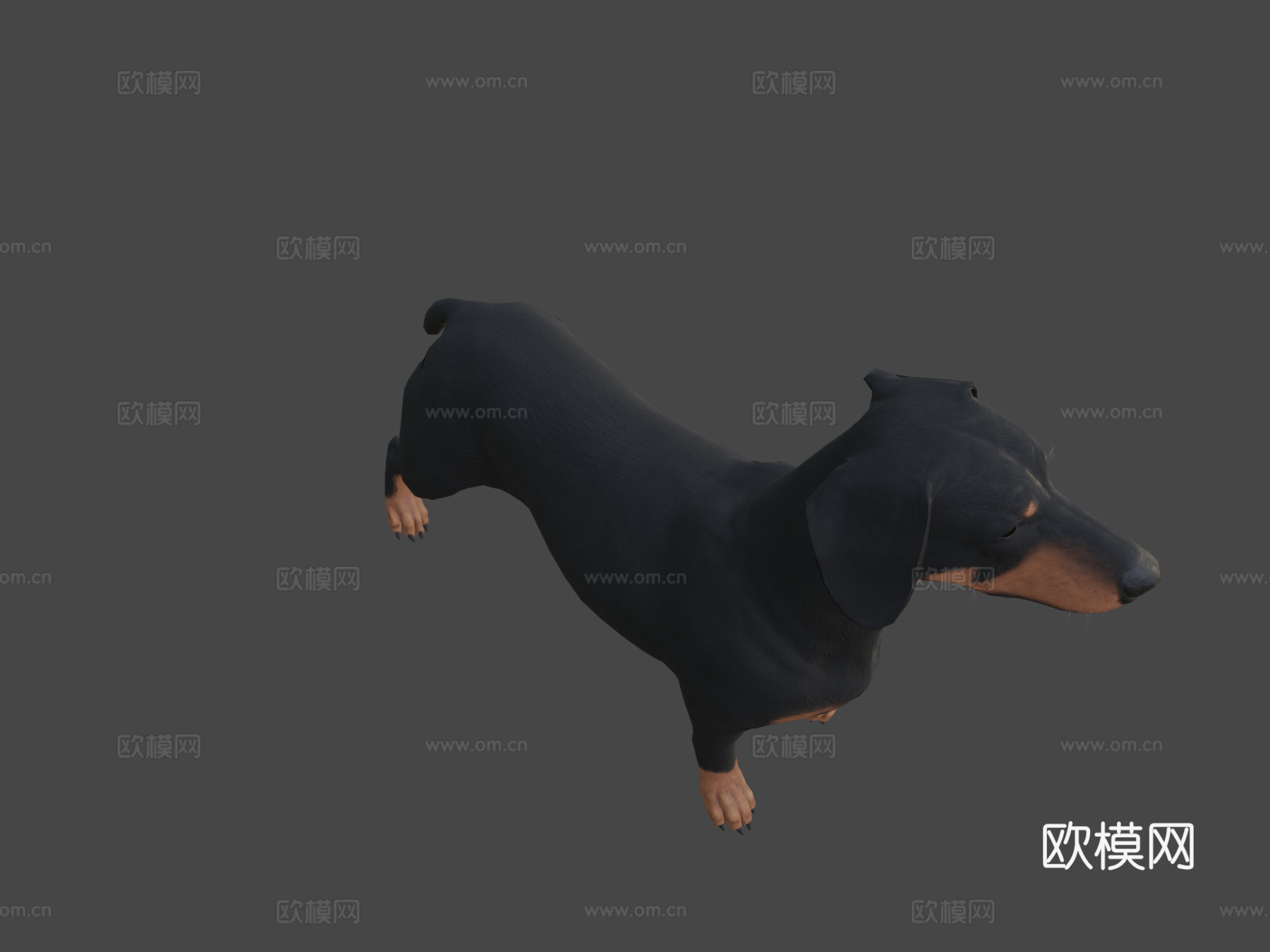 腊肠犬3d模型