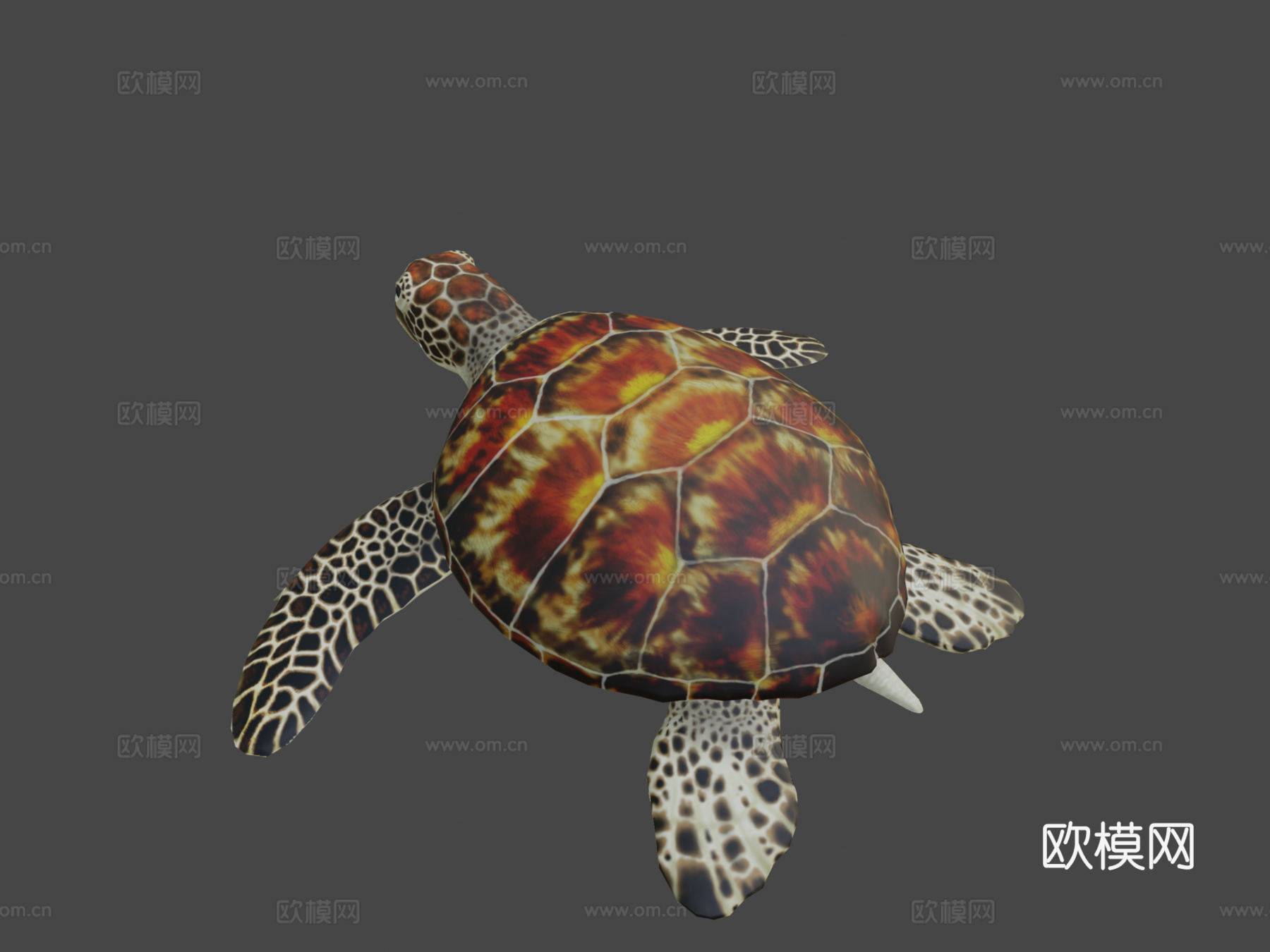 绿海龟3d模型