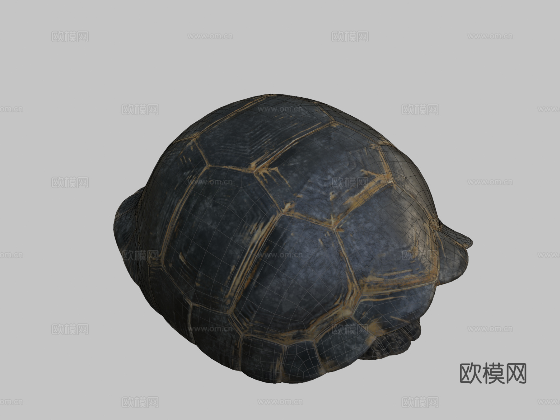 加拉帕戈斯象龟3d模型