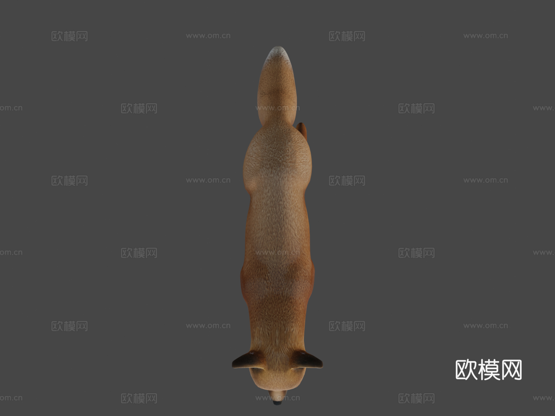狐狸待机3d模型