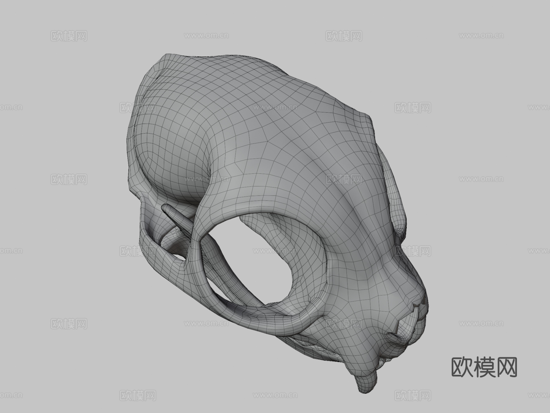 猫头骨3d模型