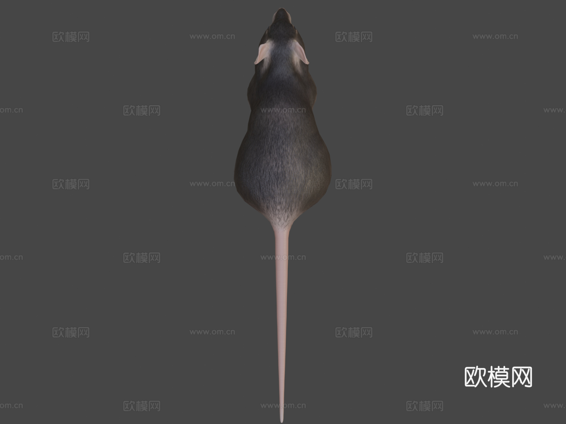 胖老鼠3d模型