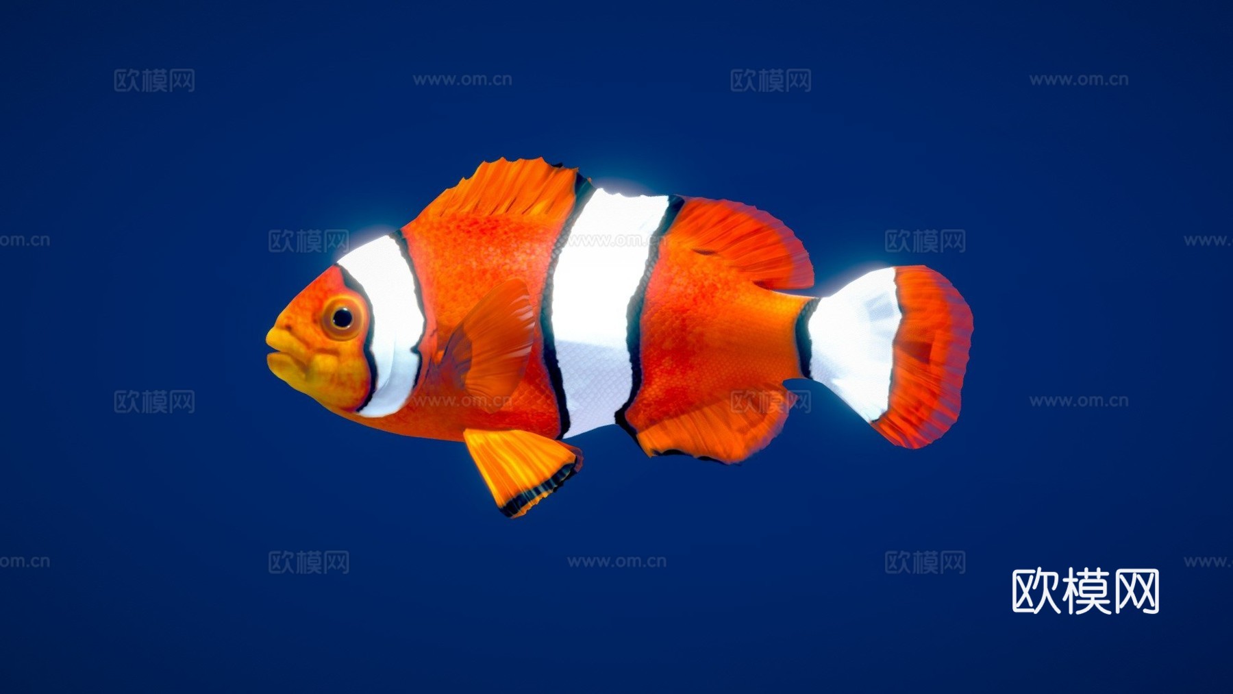 橙色小丑鱼3d模型