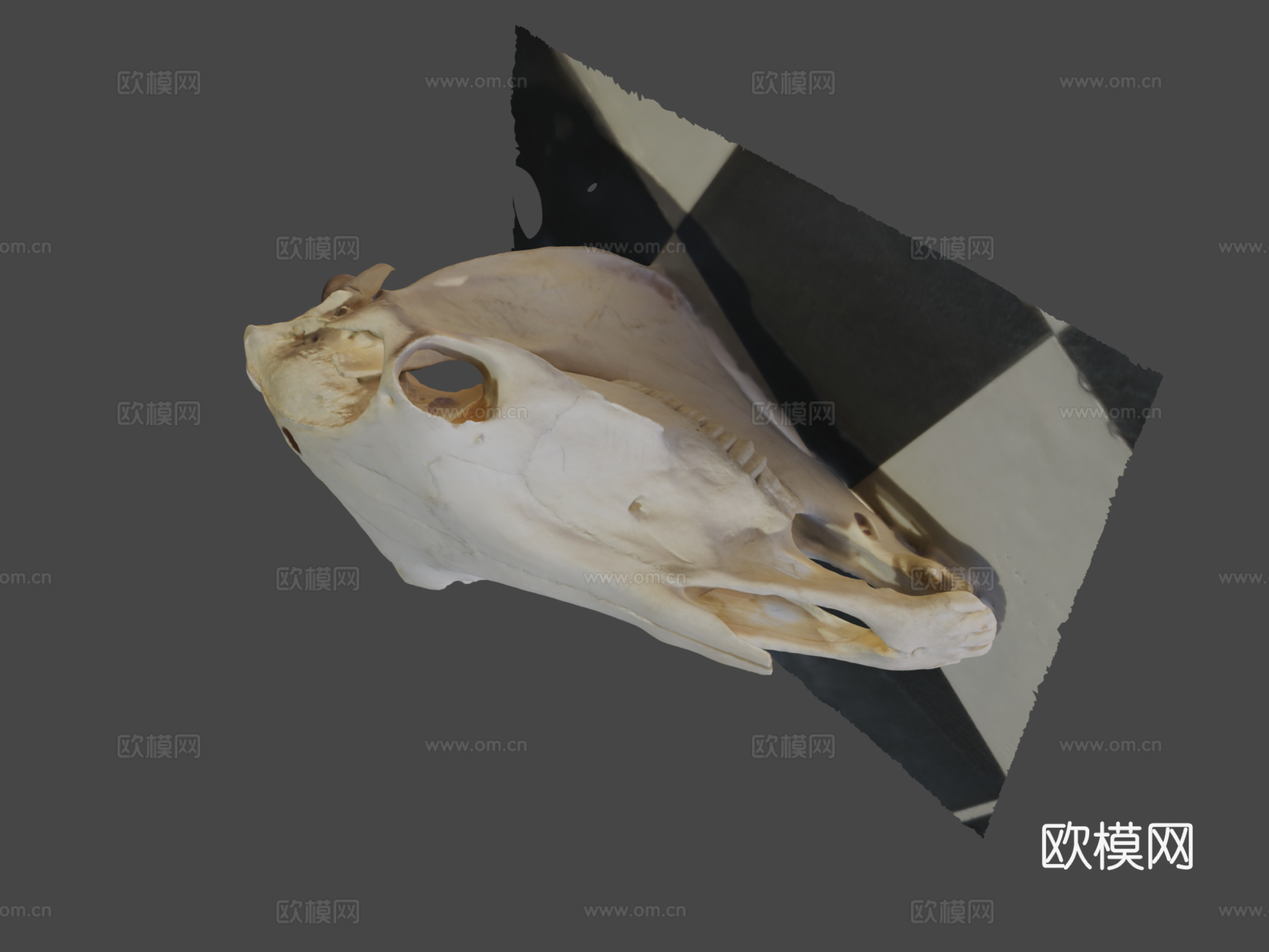 马头骨3d模型