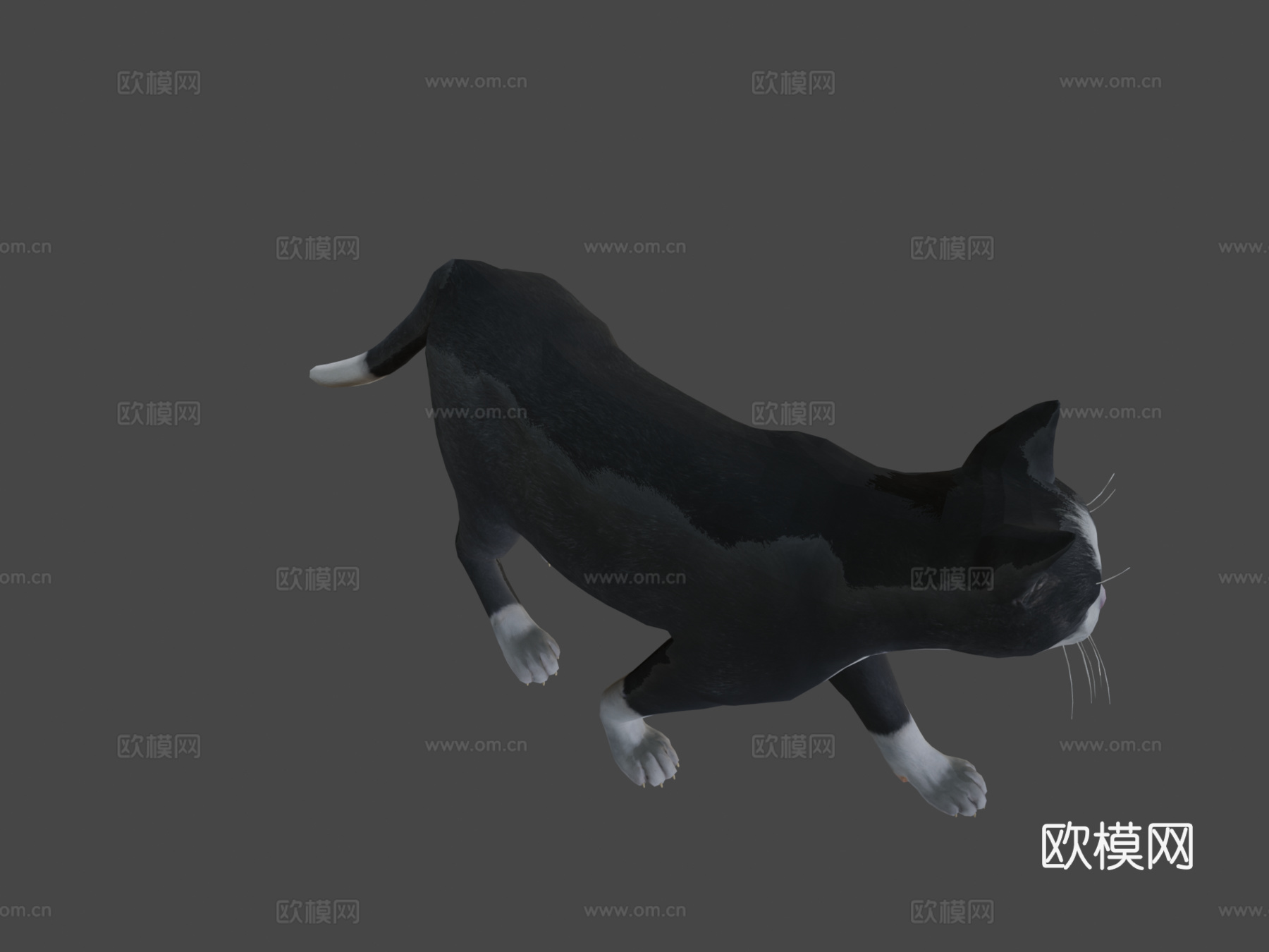 猫的所有动画3d模型