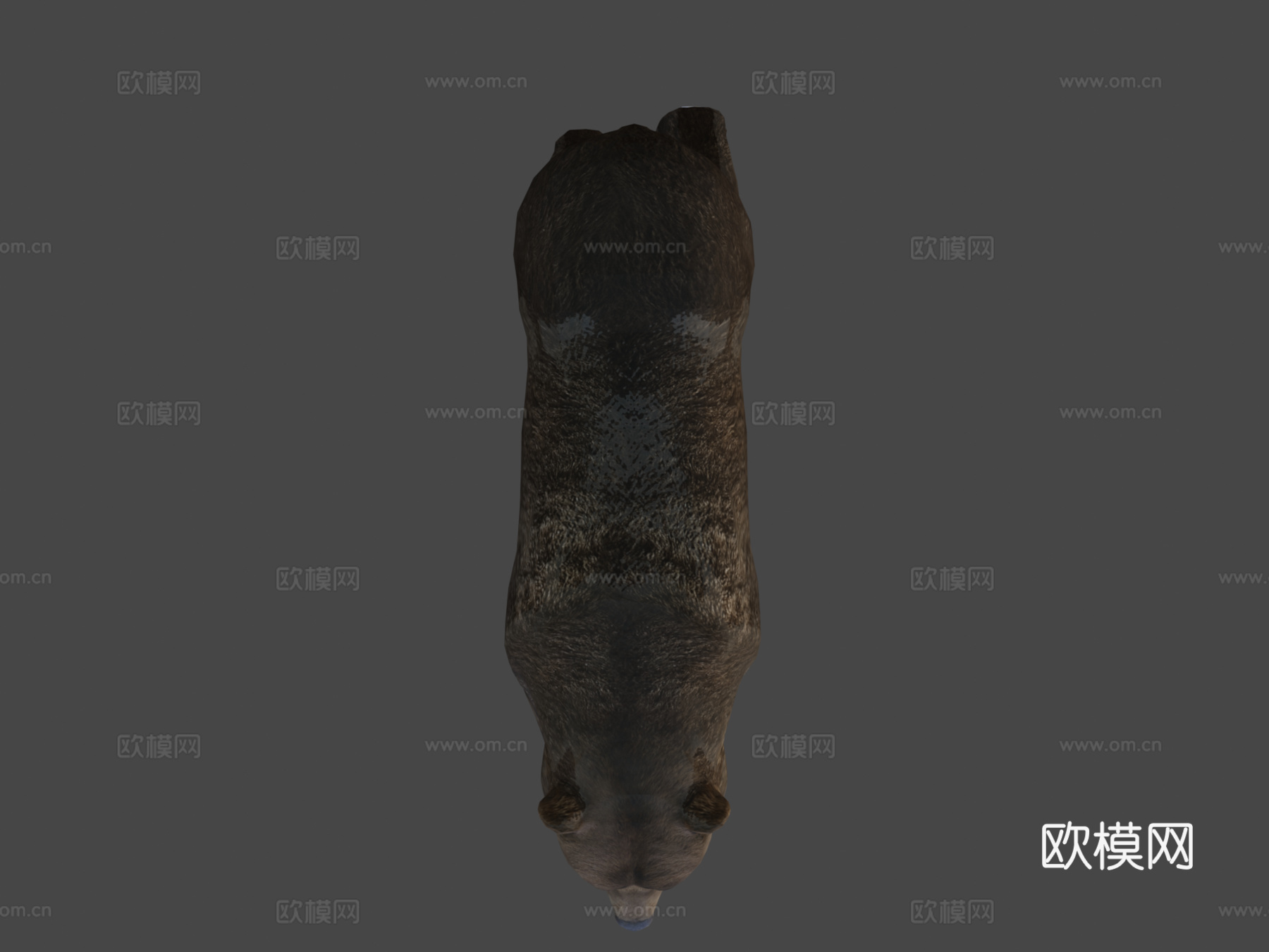 棕熊3d模型