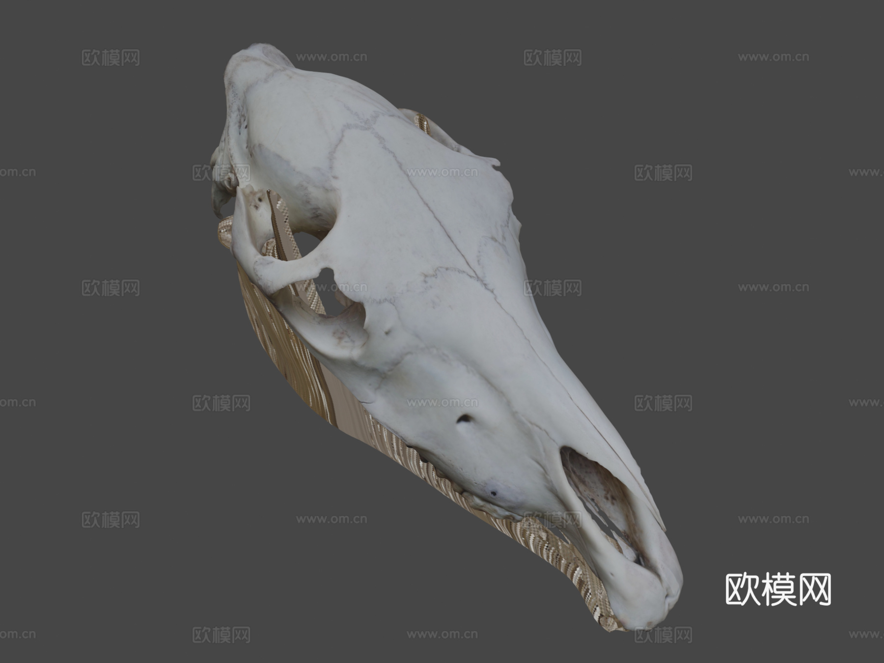摄影测量马头骨3d模型