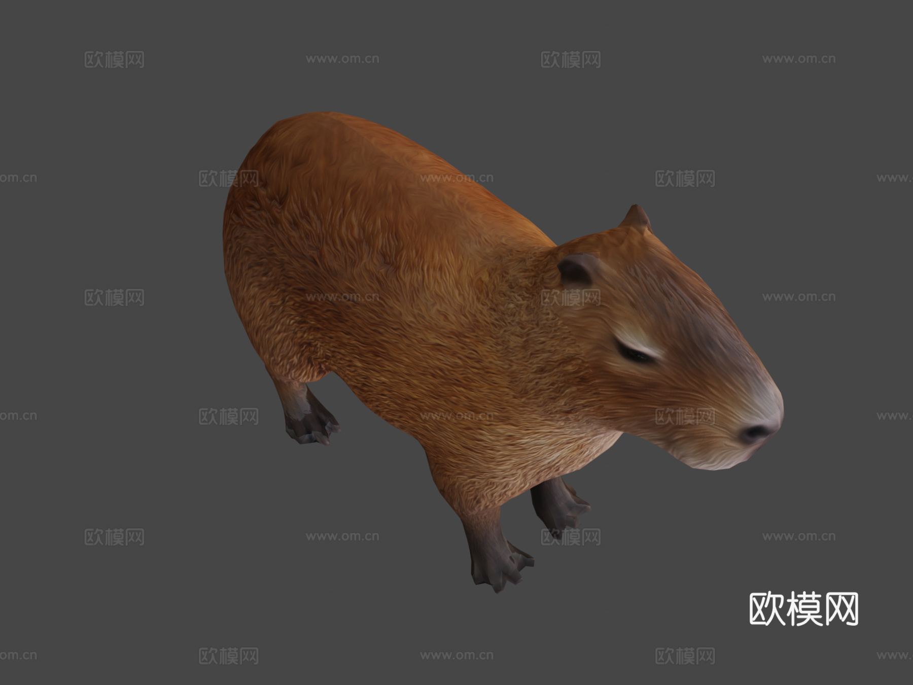 水豚3d模型