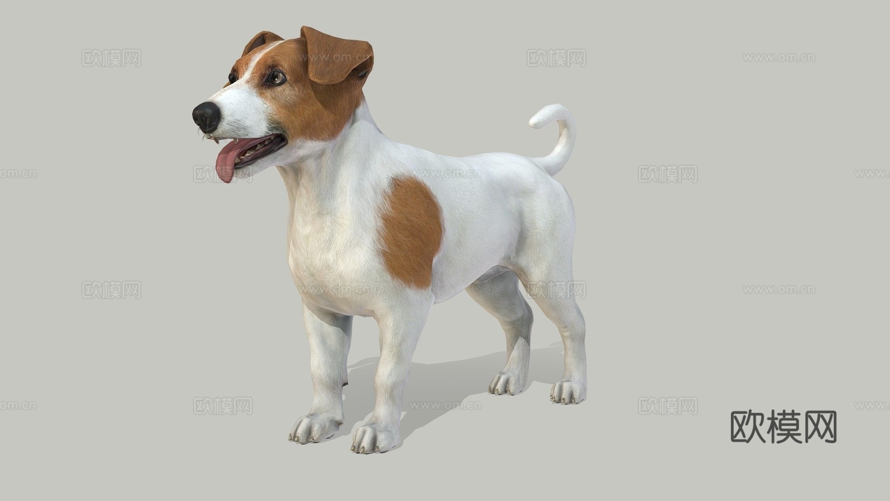 狗-杰克罗素梗犬3d模型