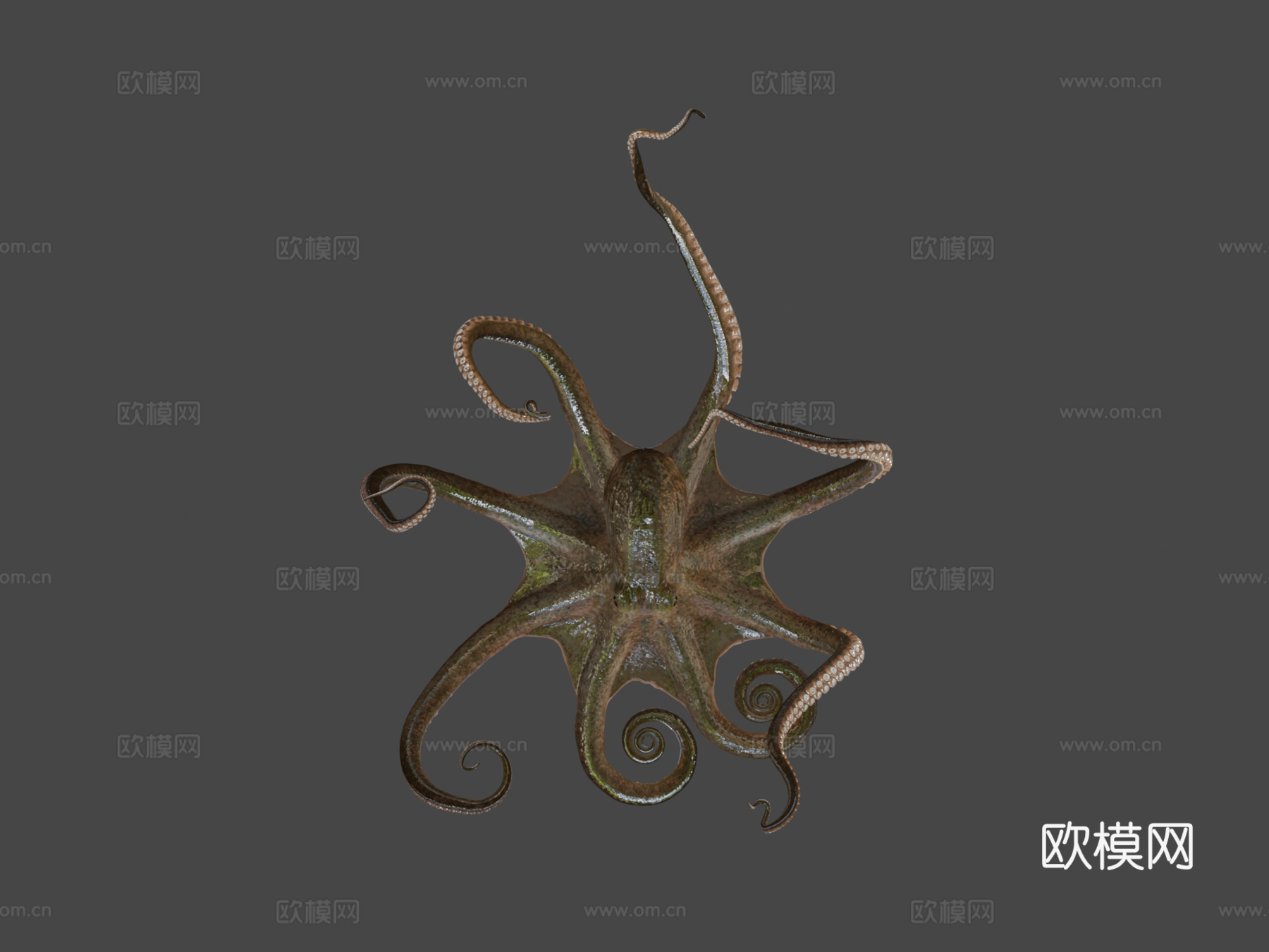 章鱼3d模型