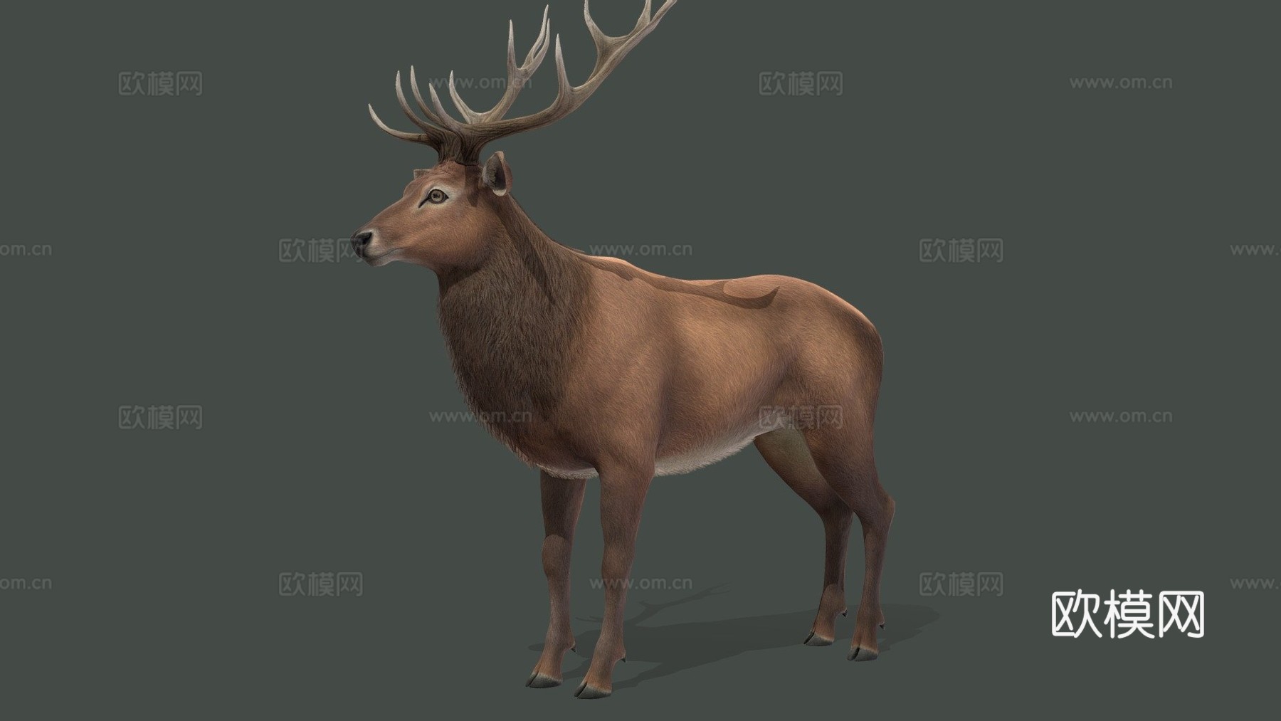 马鹿动画3d模型