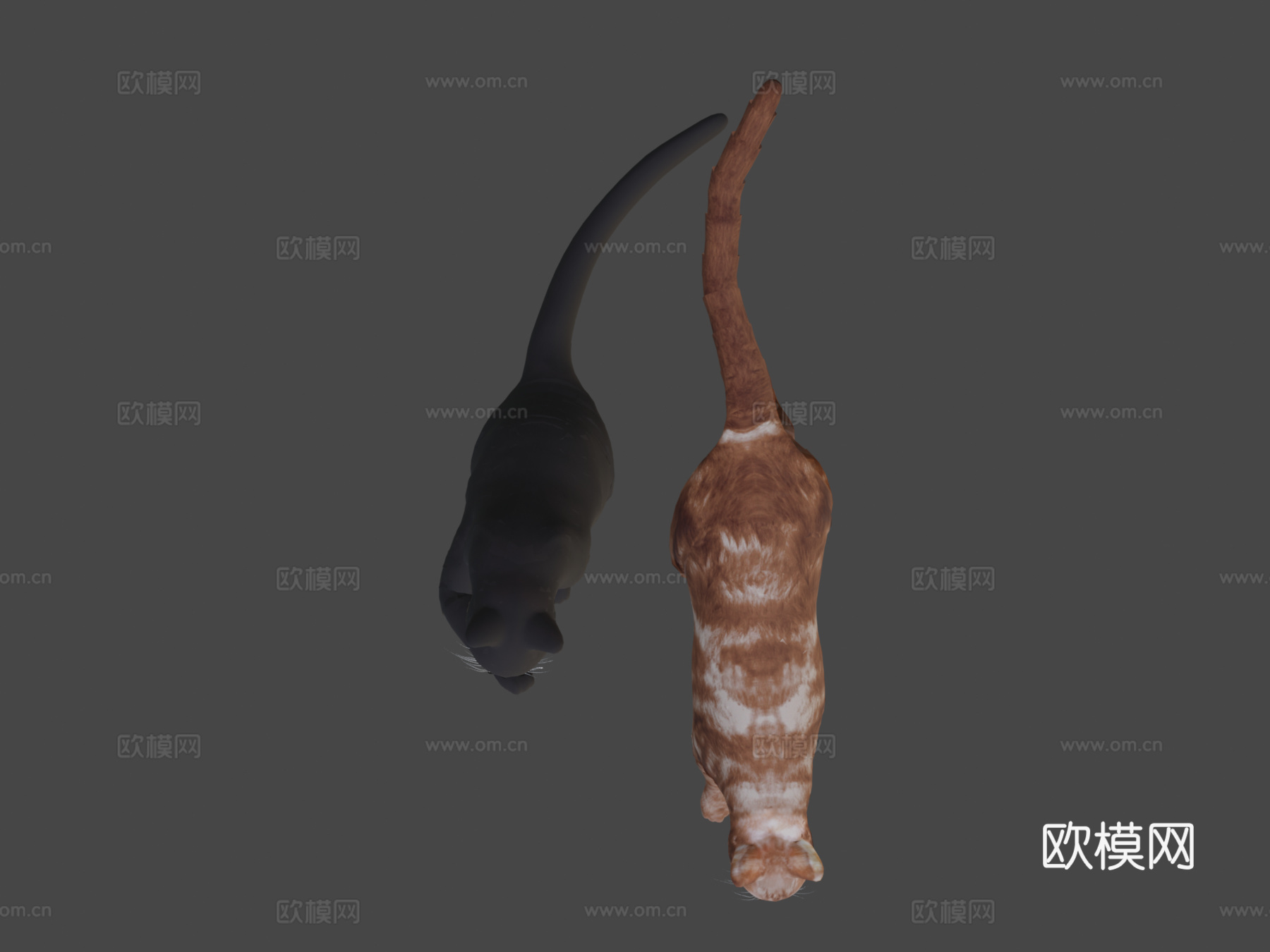 名叫玛吉的猫3d模型