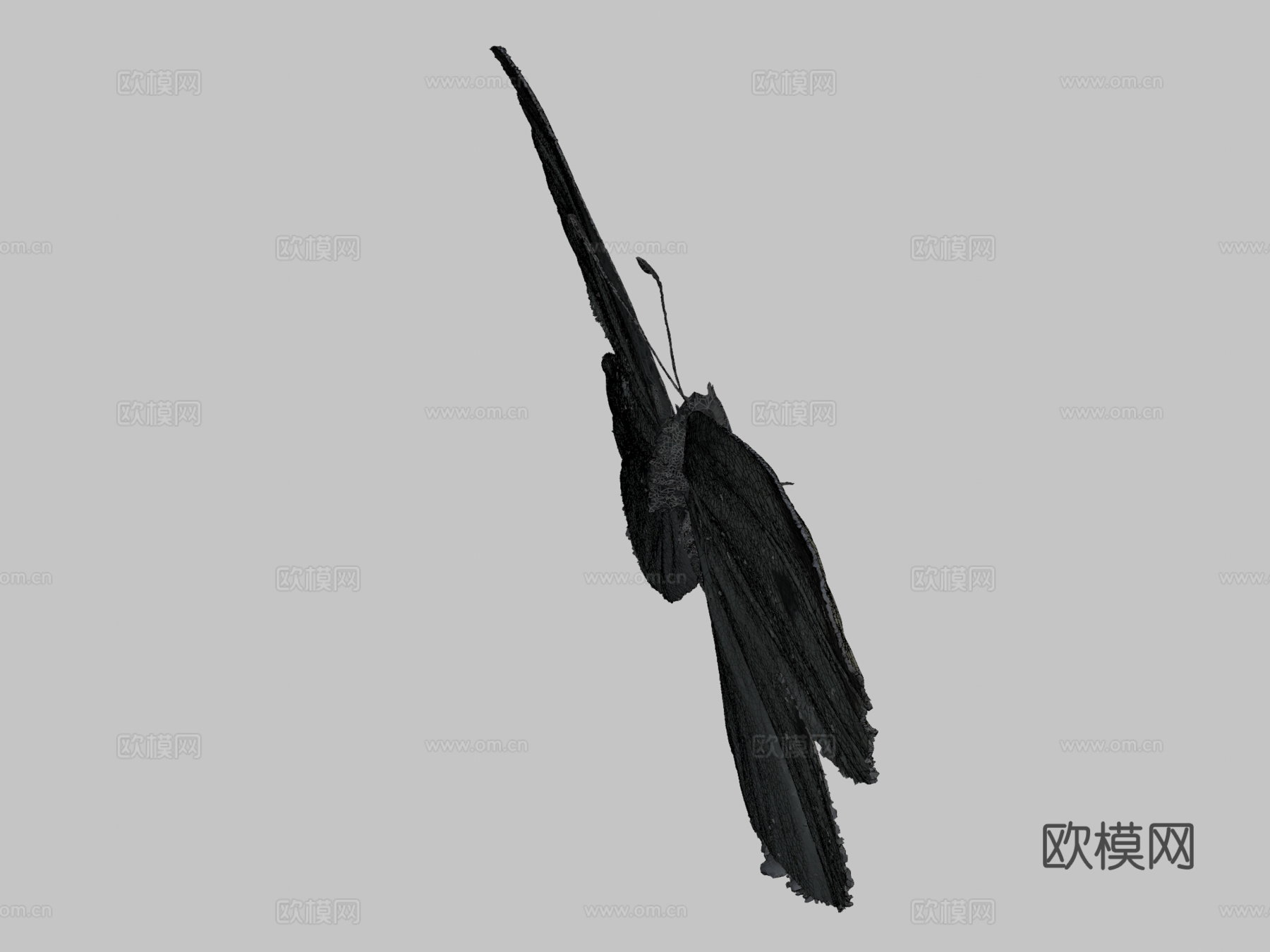 雄性菜粉蝶成虫3d模型