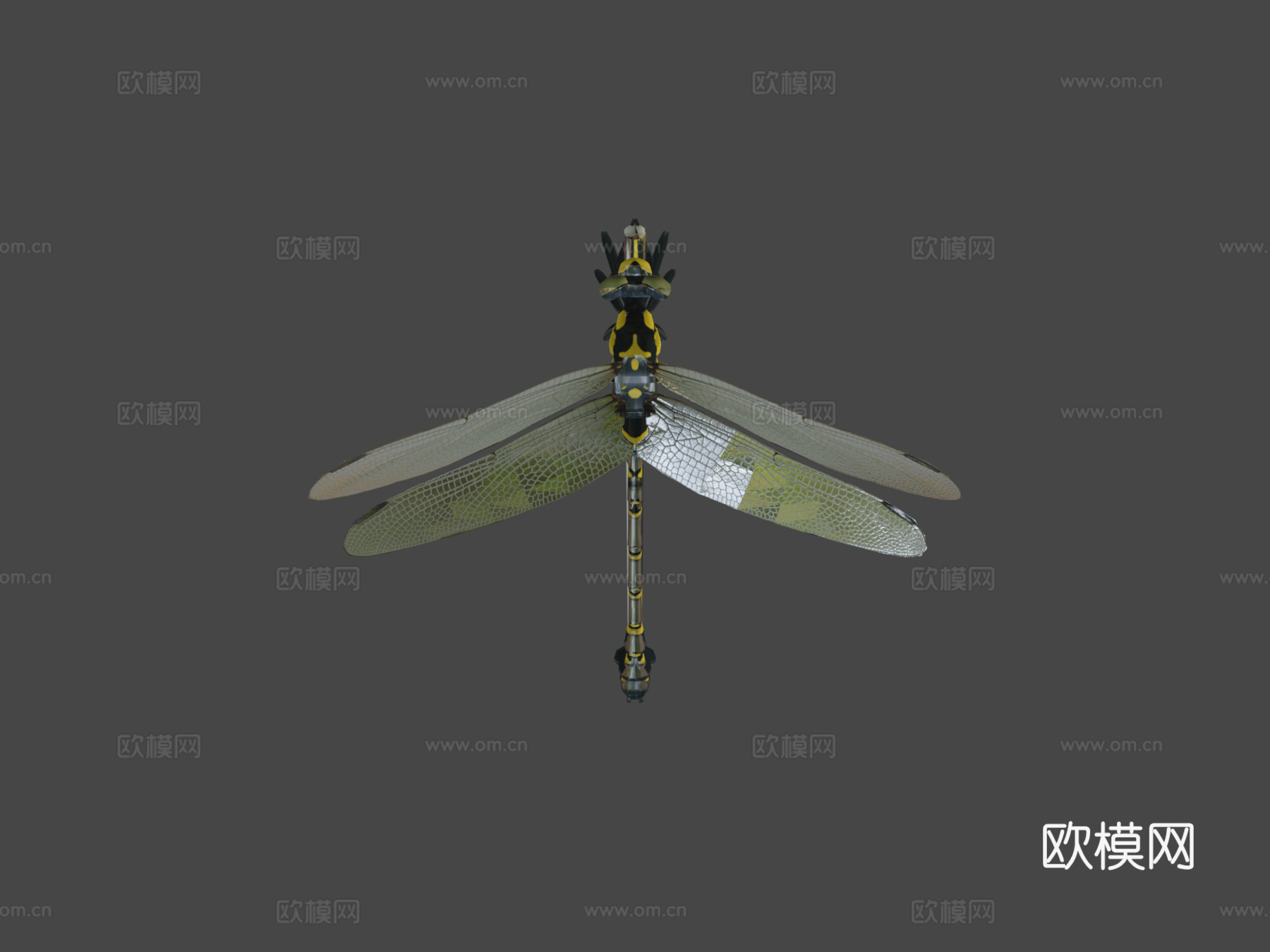 动画蜻蜓3d模型