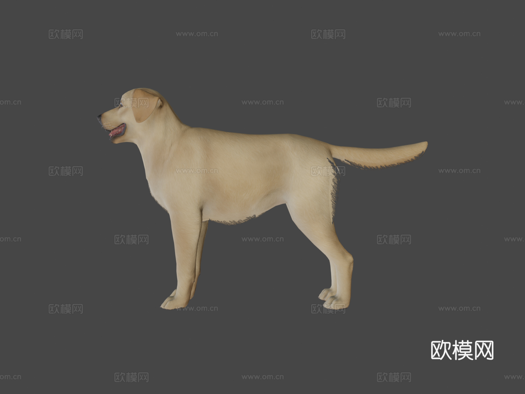 狗狗-拉布拉多v02版3d模型
