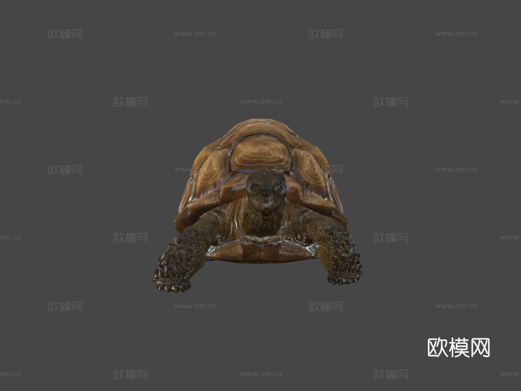苏卡达陆龟01号3d模型