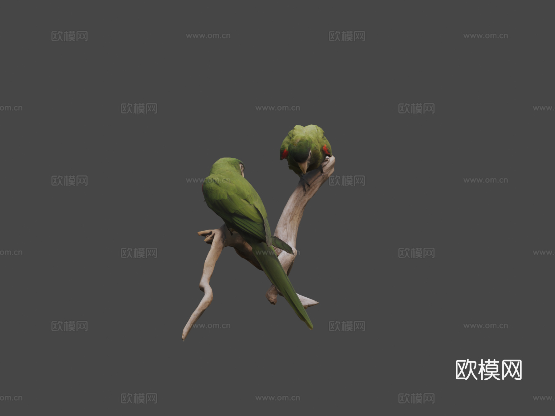 加勒比鹦鹉3d模型