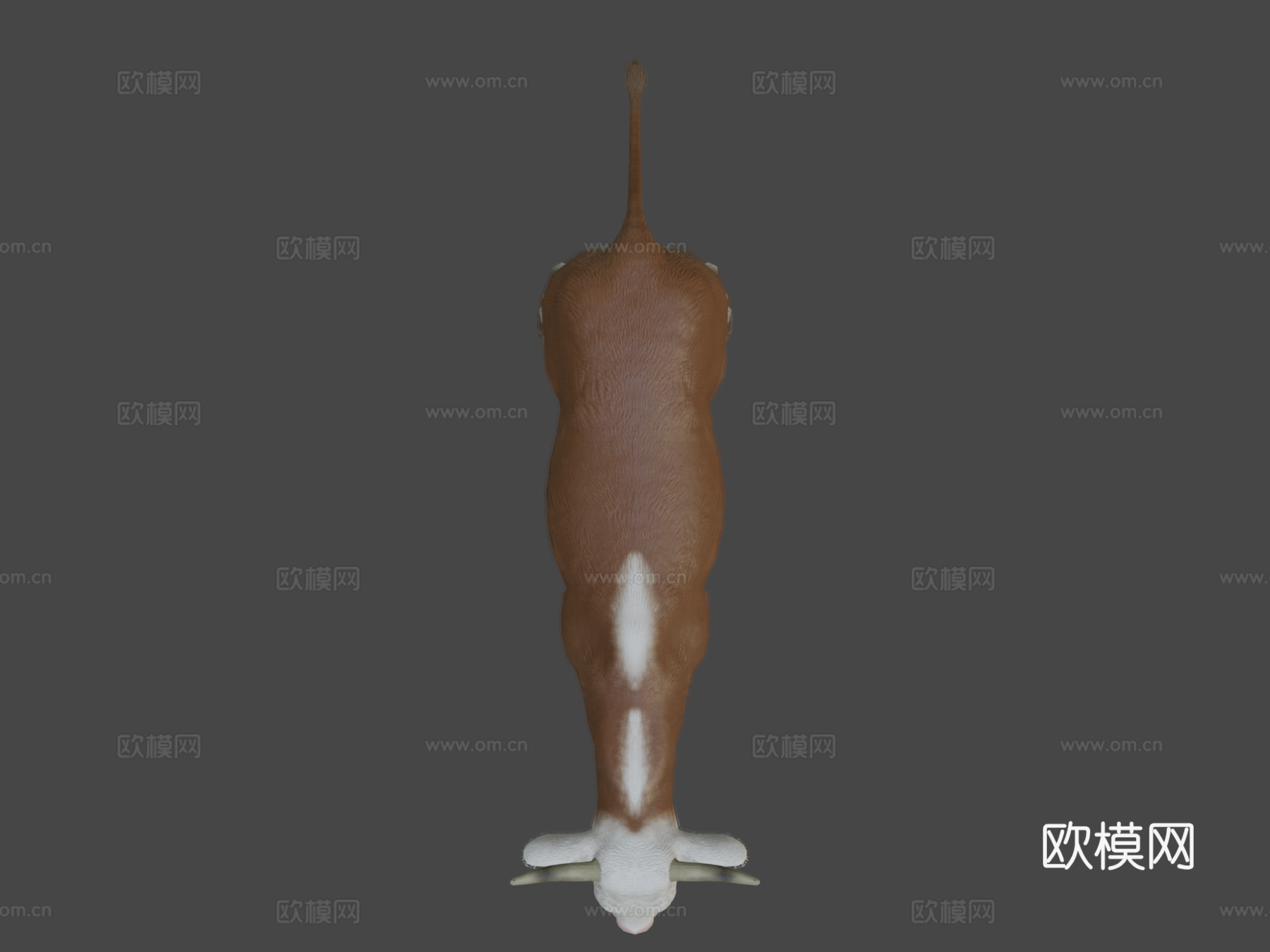 奶牛动画3d模型