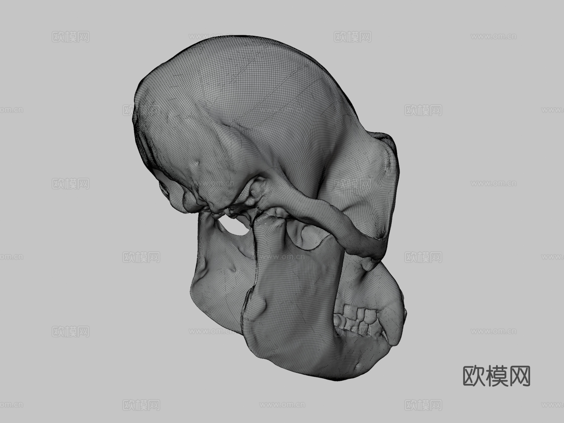 黑猩猩头骨3d模型