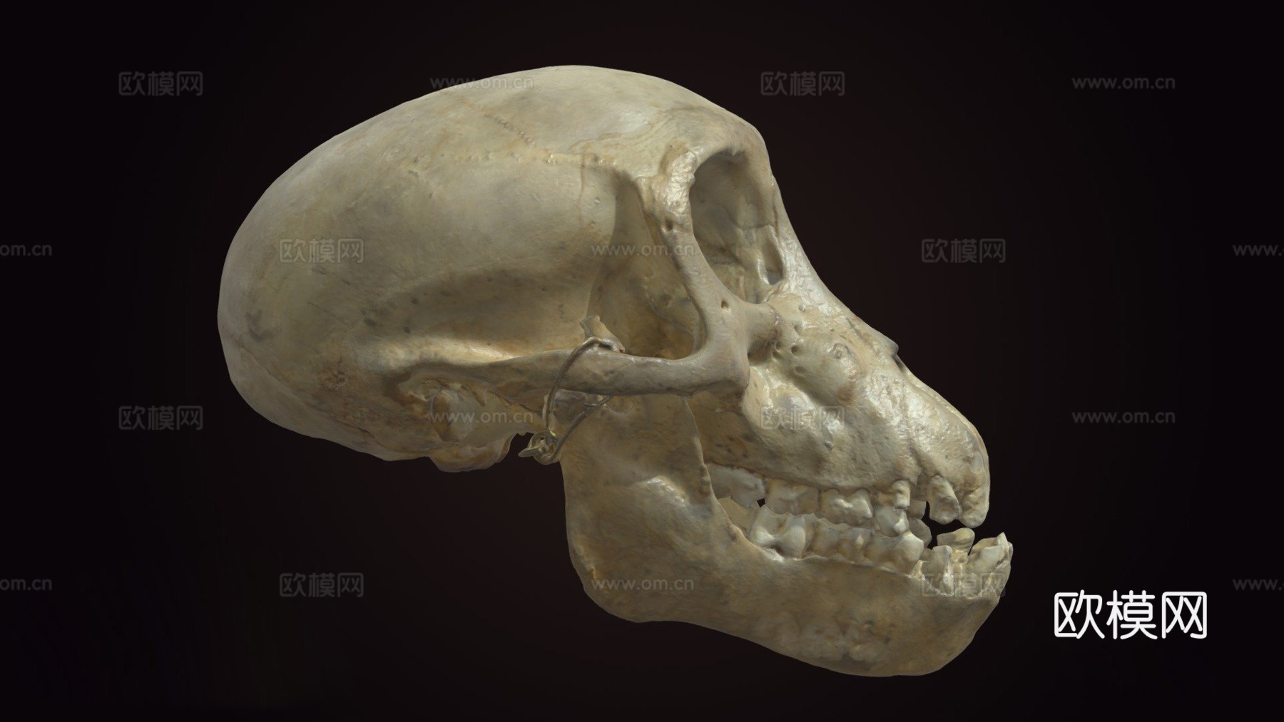 查克玛狒狒头骨3d模型