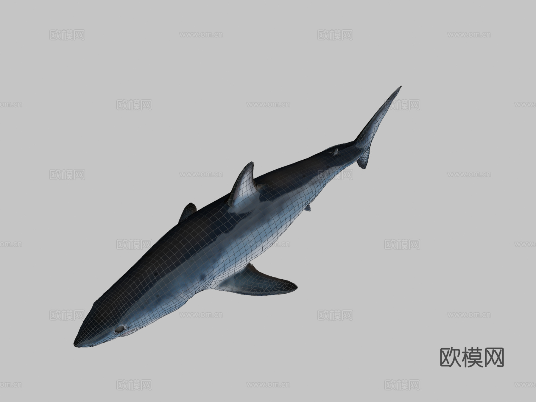 A型-短鳍灰鲭鲨3d模型