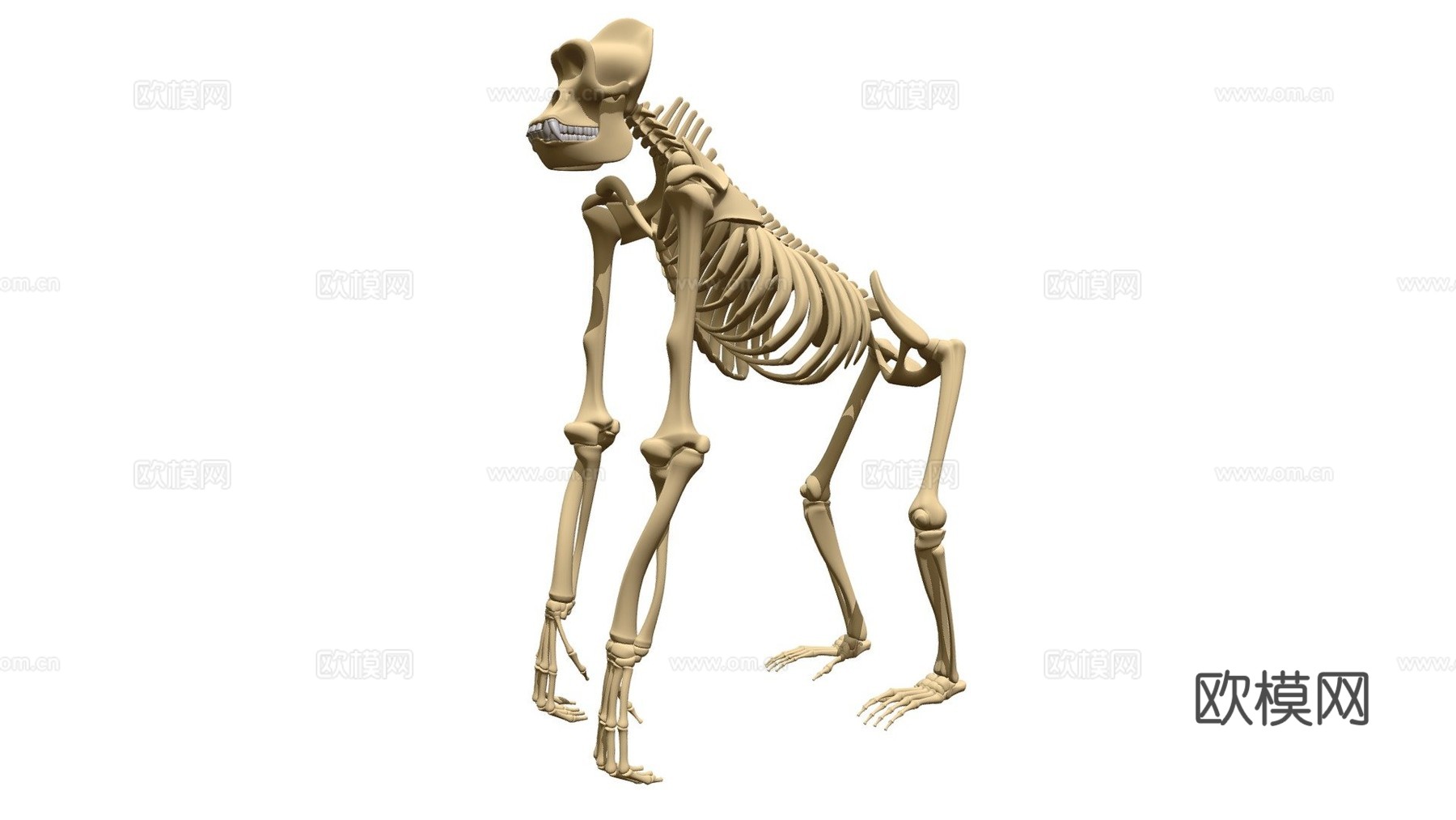 大猩猩骨架3d模型