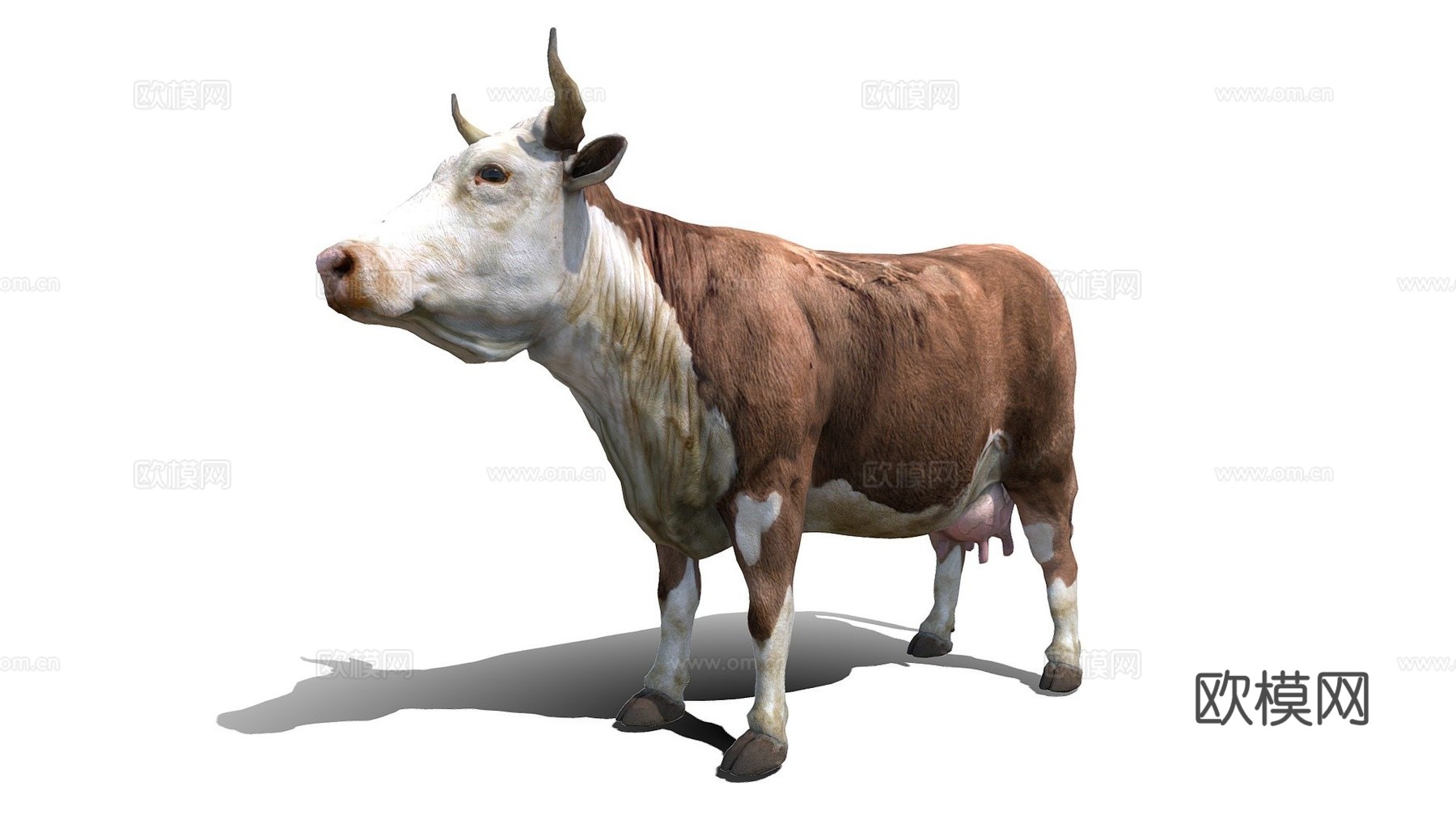 牛-公牛3d模型
