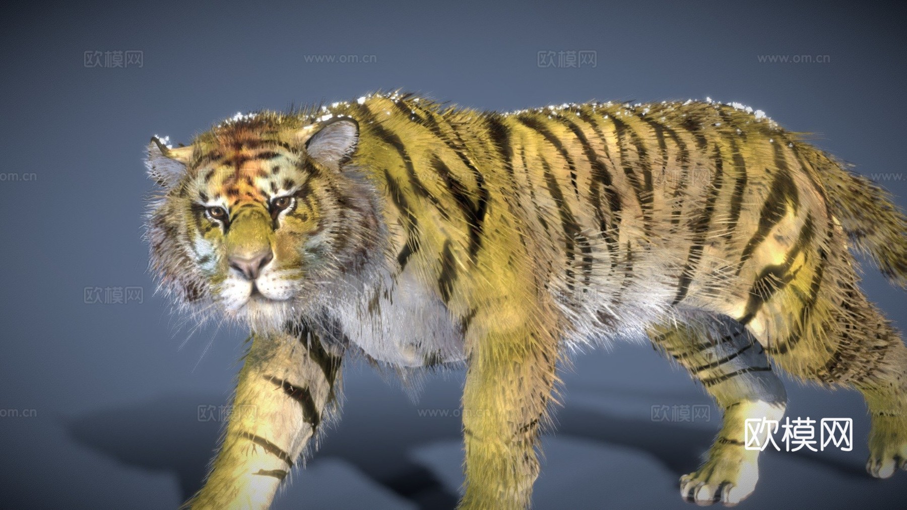 西伯利亚虎3d模型