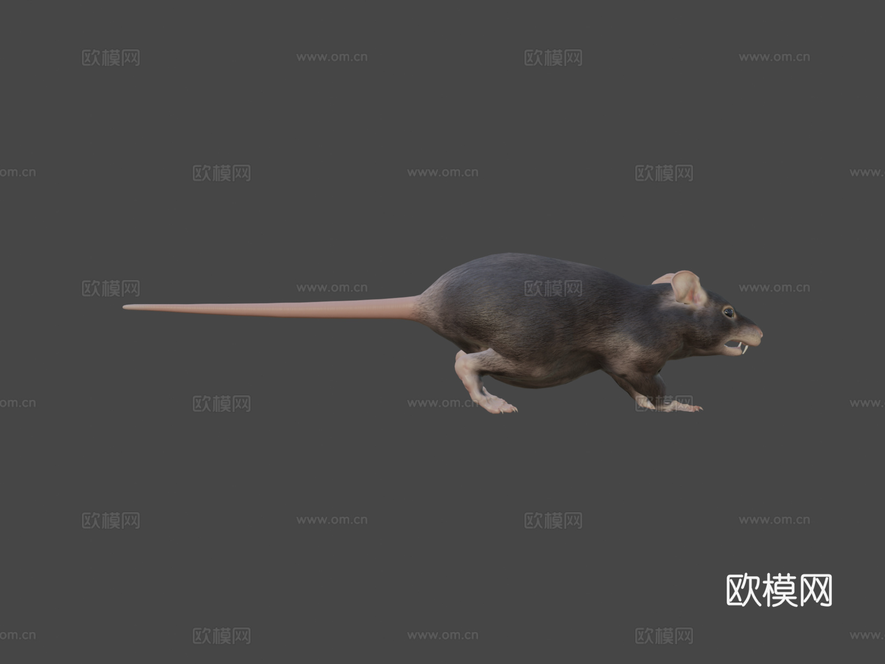 胖老鼠3d模型