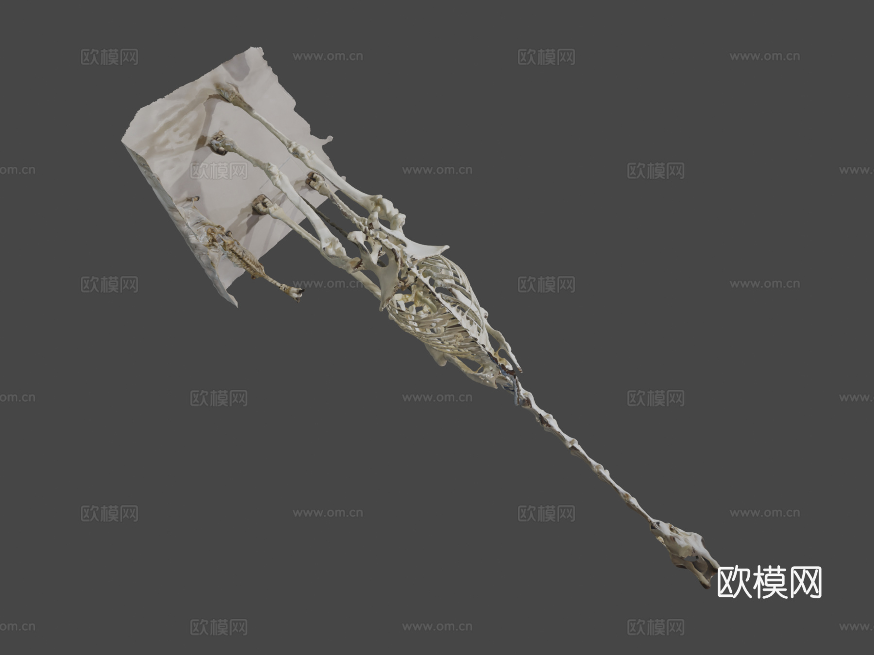 长颈鹿骨架3d模型