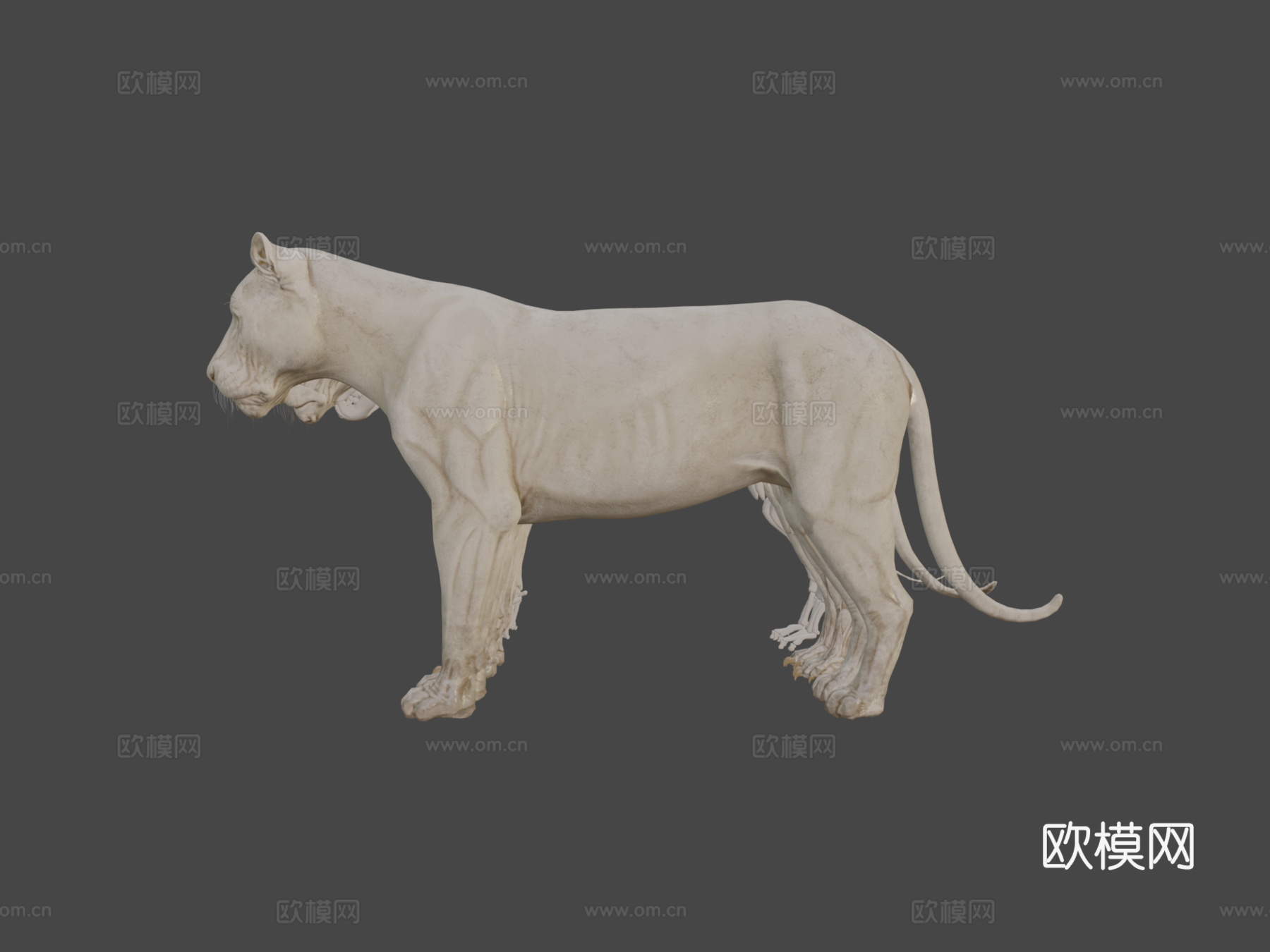 动物狮子解剖皮肤剥离3d模型