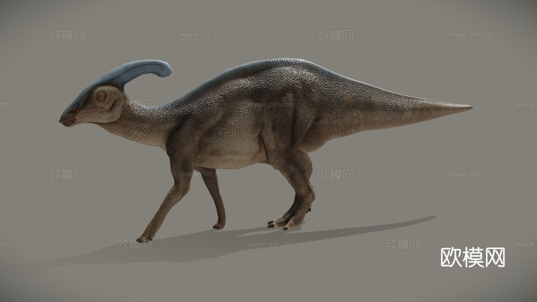 副栉龙沃克氏种3d模型
