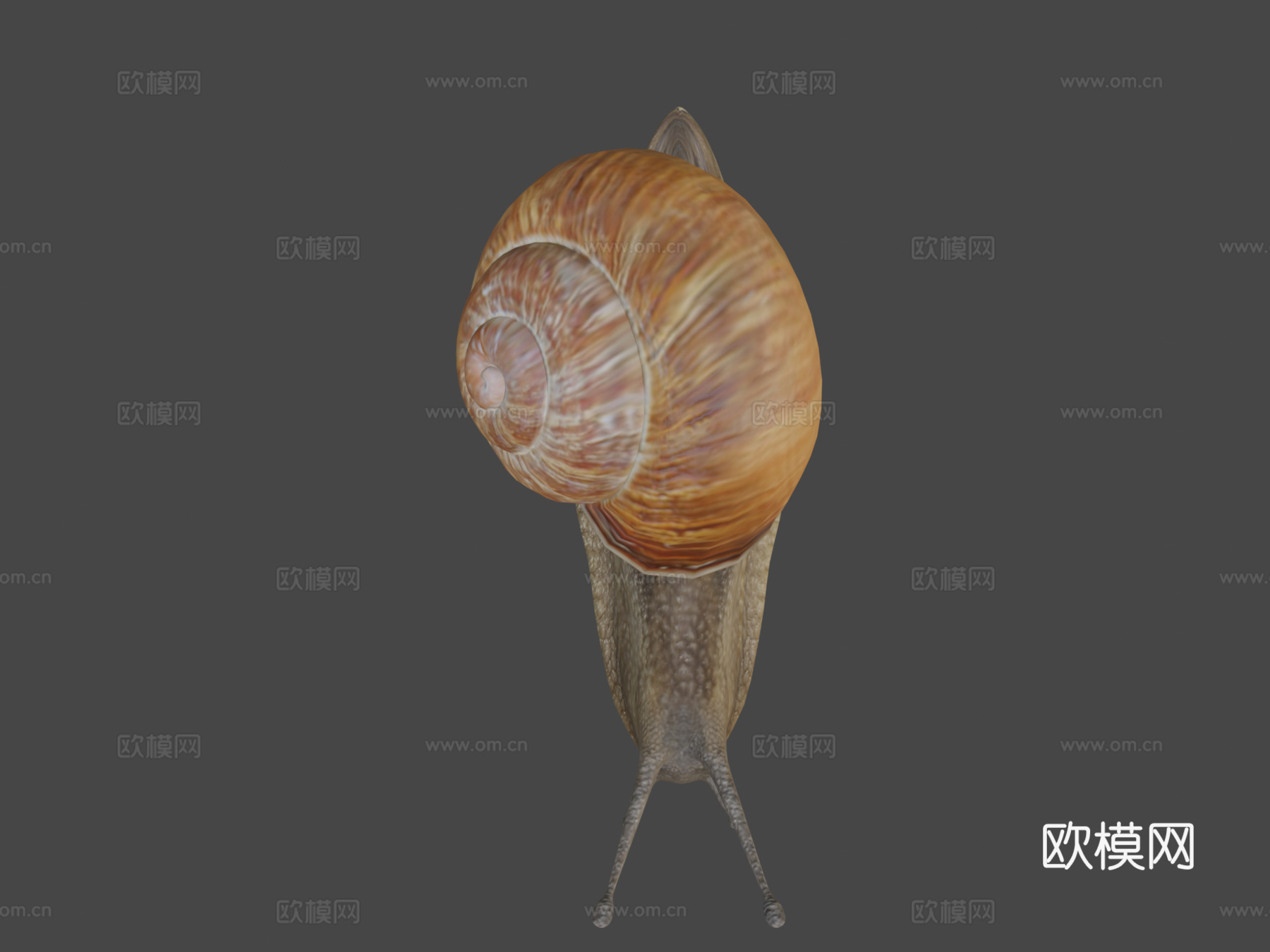 蜗牛3d模型