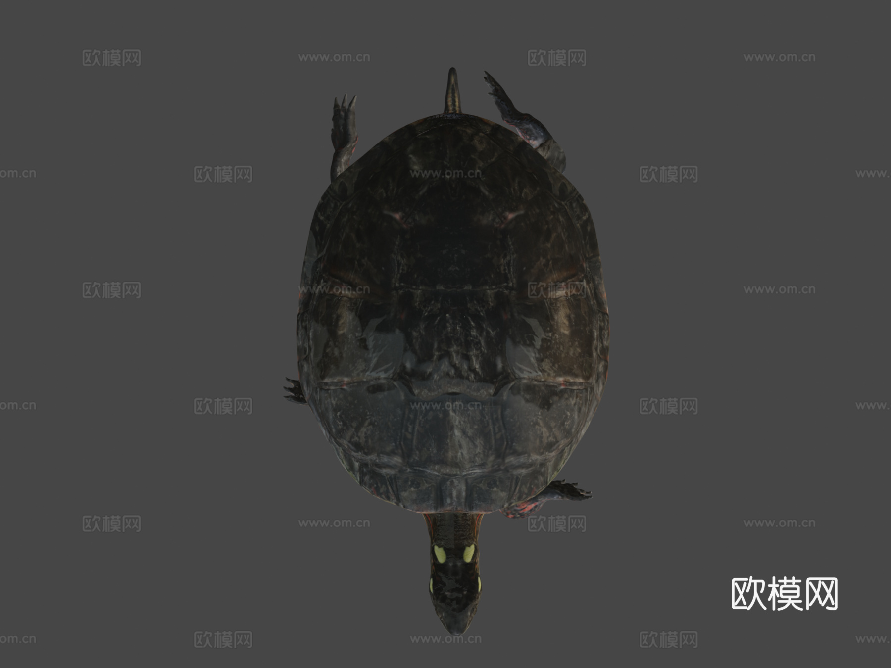 A型号-东部锦龟3d模型