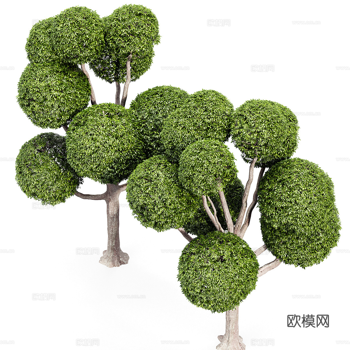 景观树3d模型