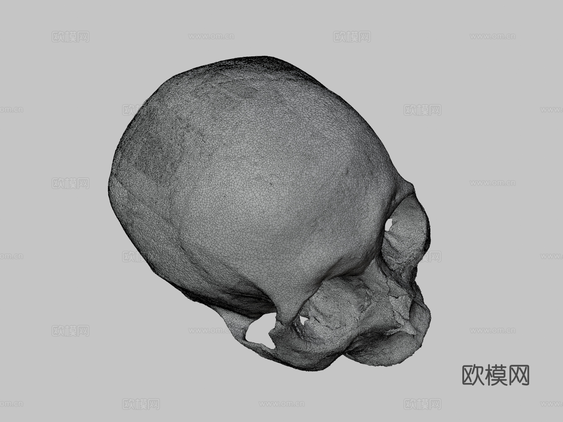 人类头骨3d模型