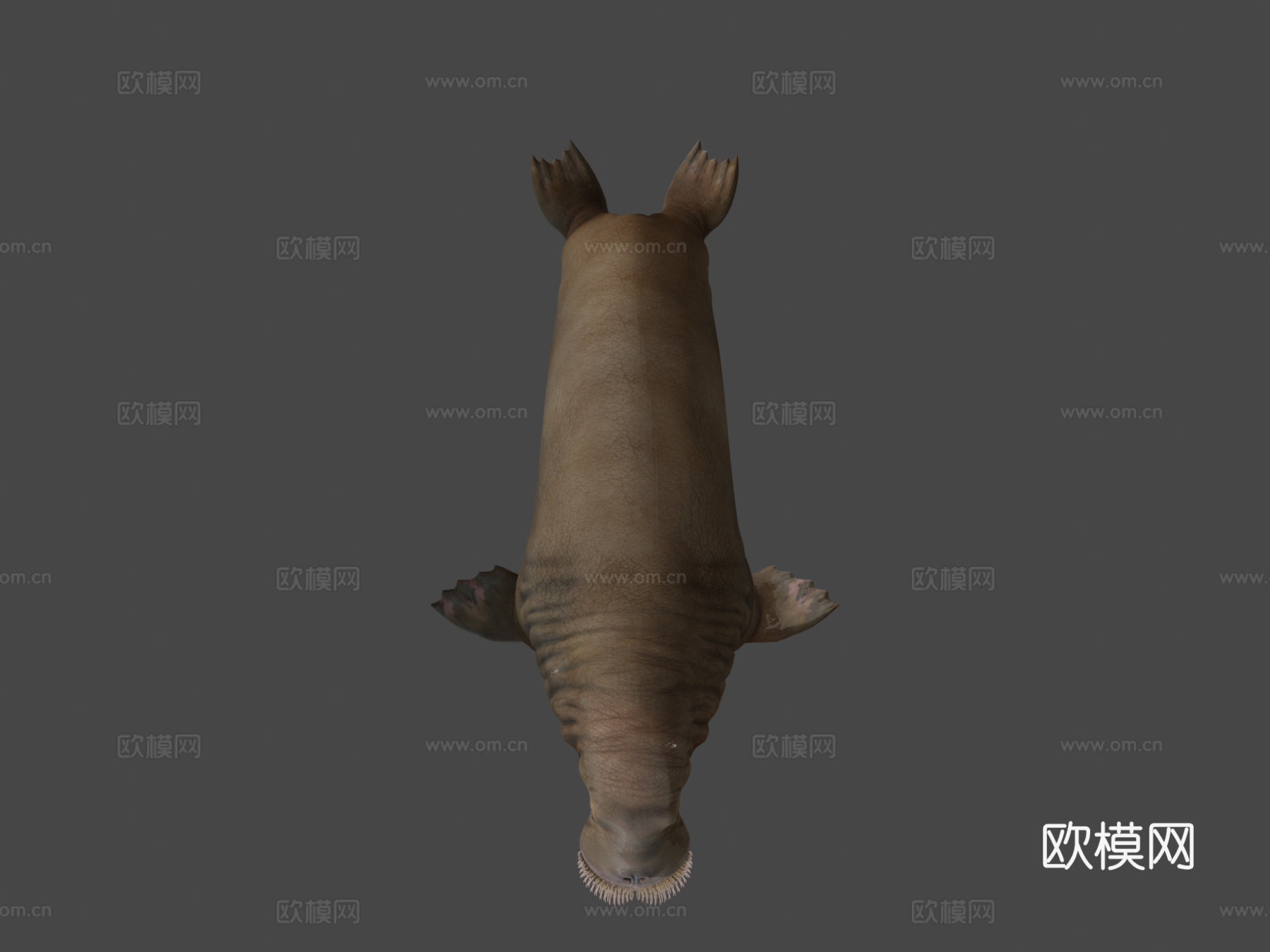 海象（学名：Odobenus Rosmarus）-海象3d模型