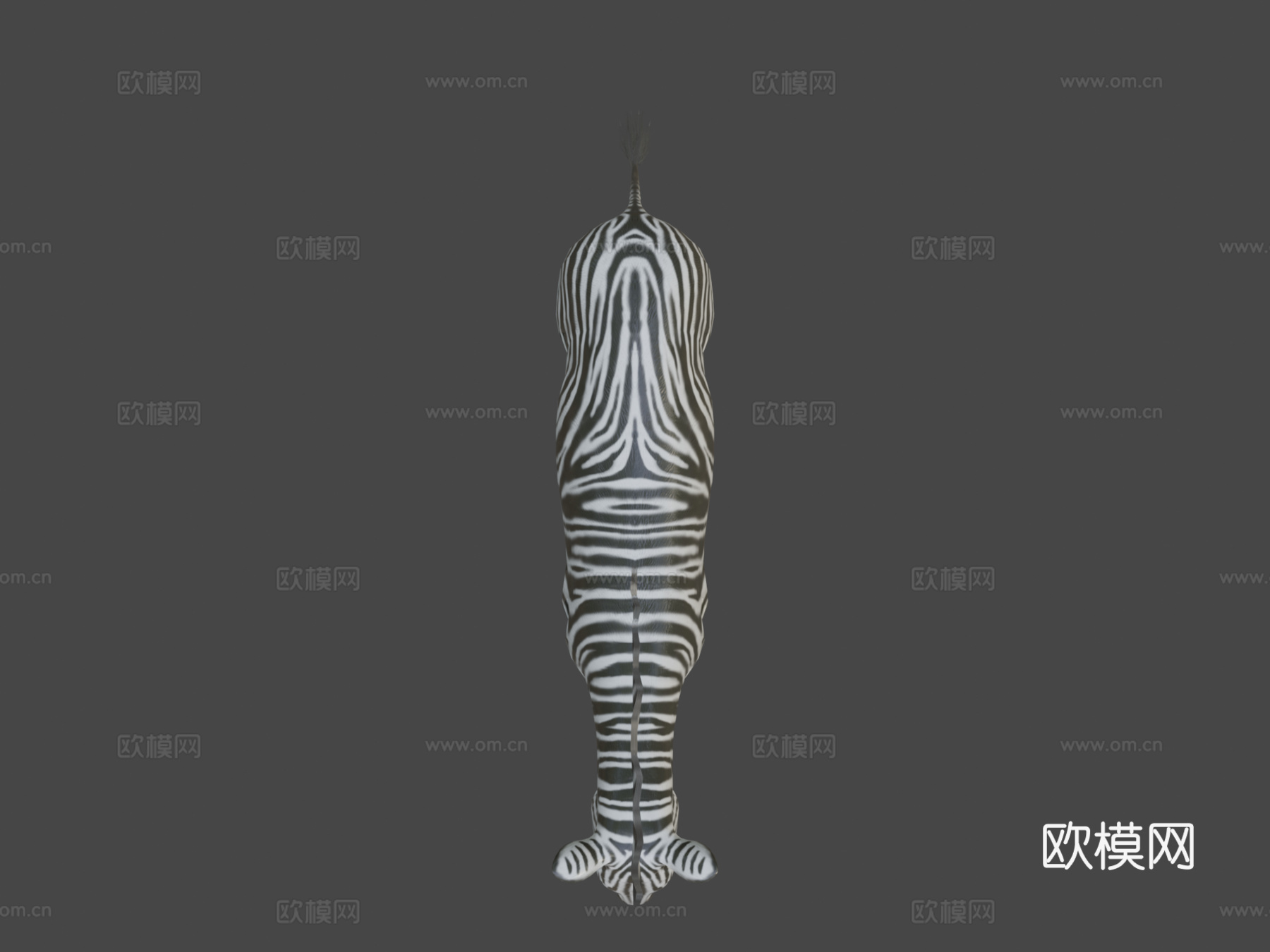 斑马动画3d模型