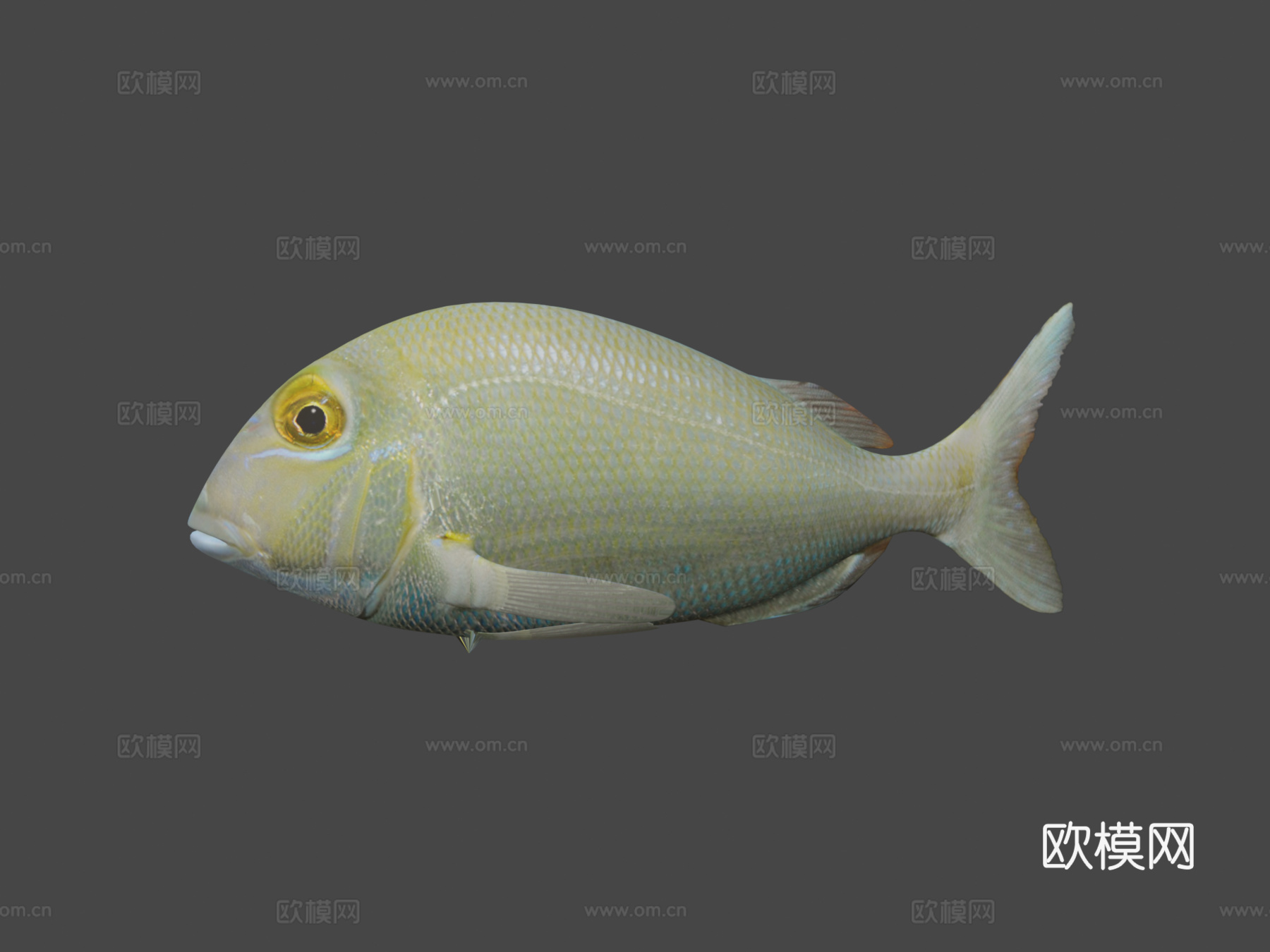 菖蒲菖蒲3d模型