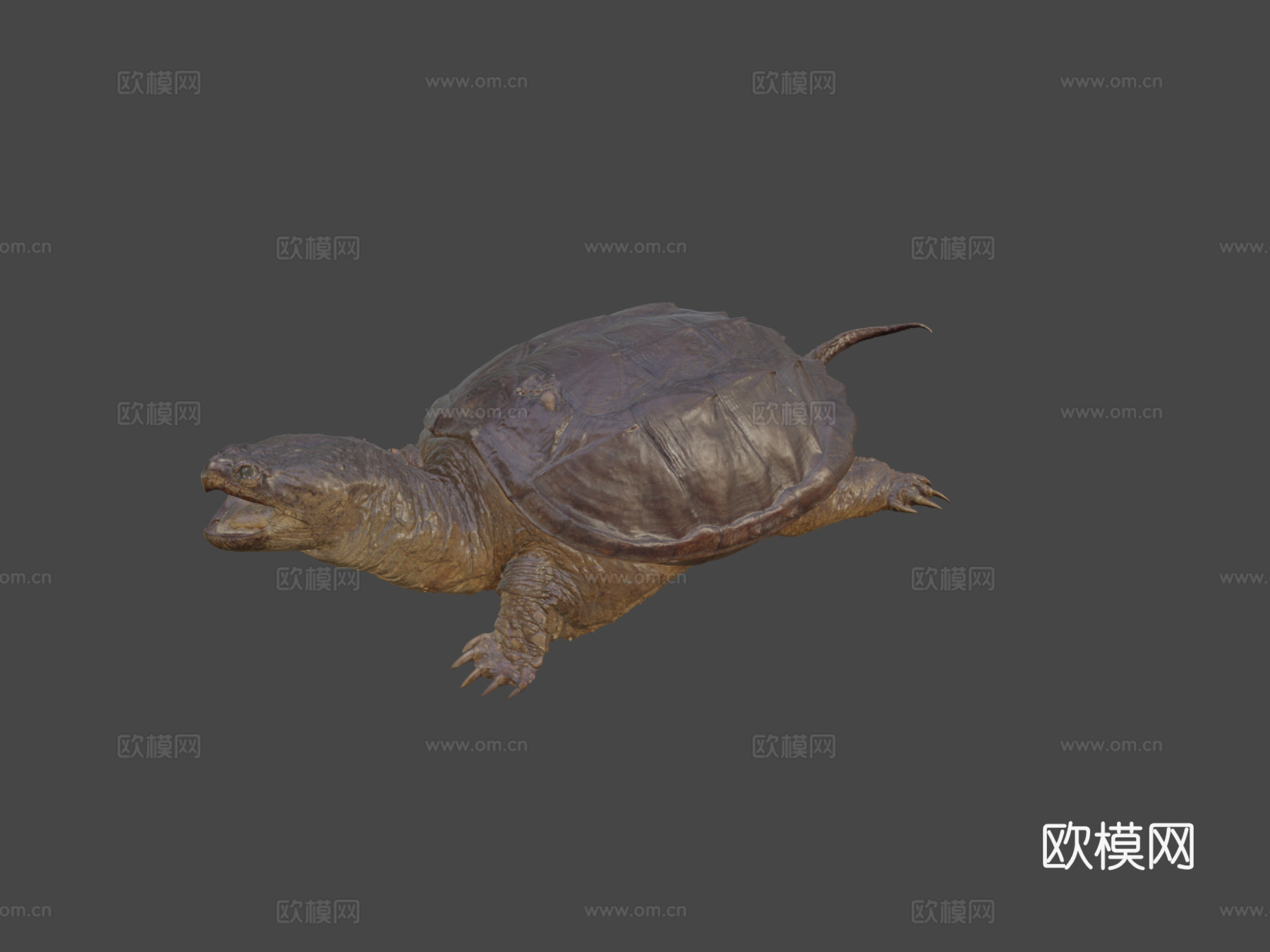 鳄龟3d模型