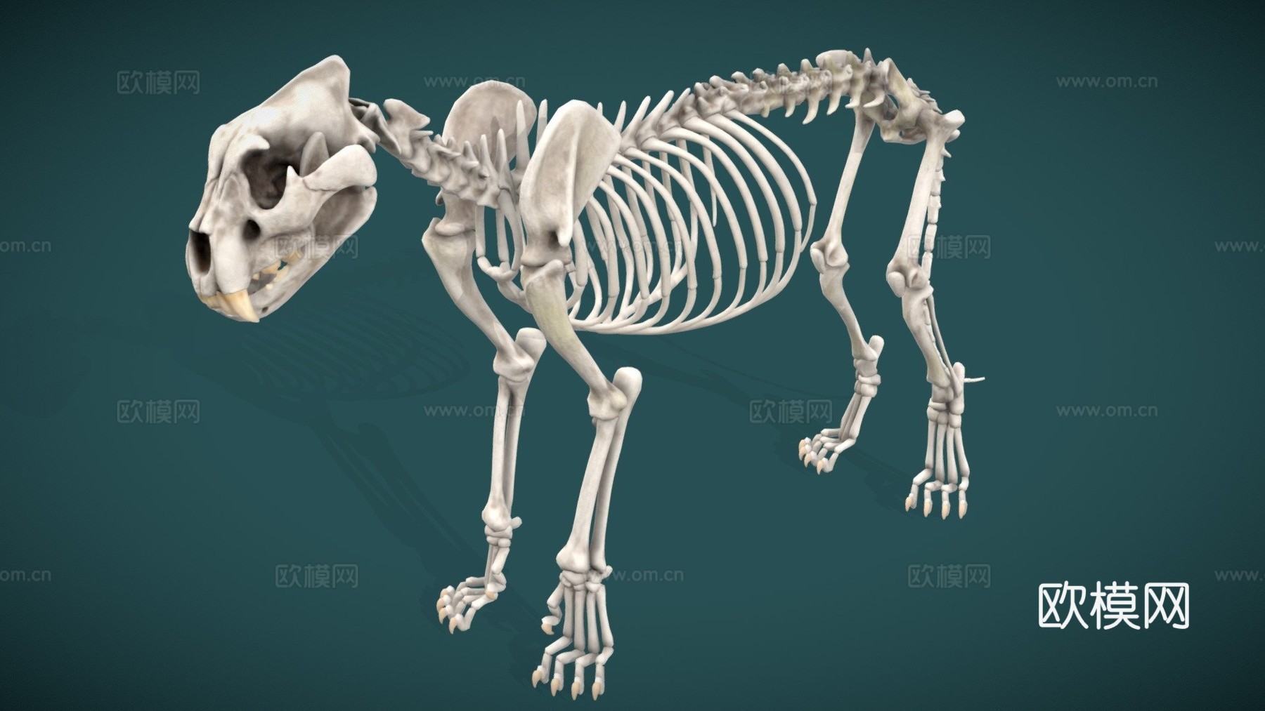 狮子骨架3d模型