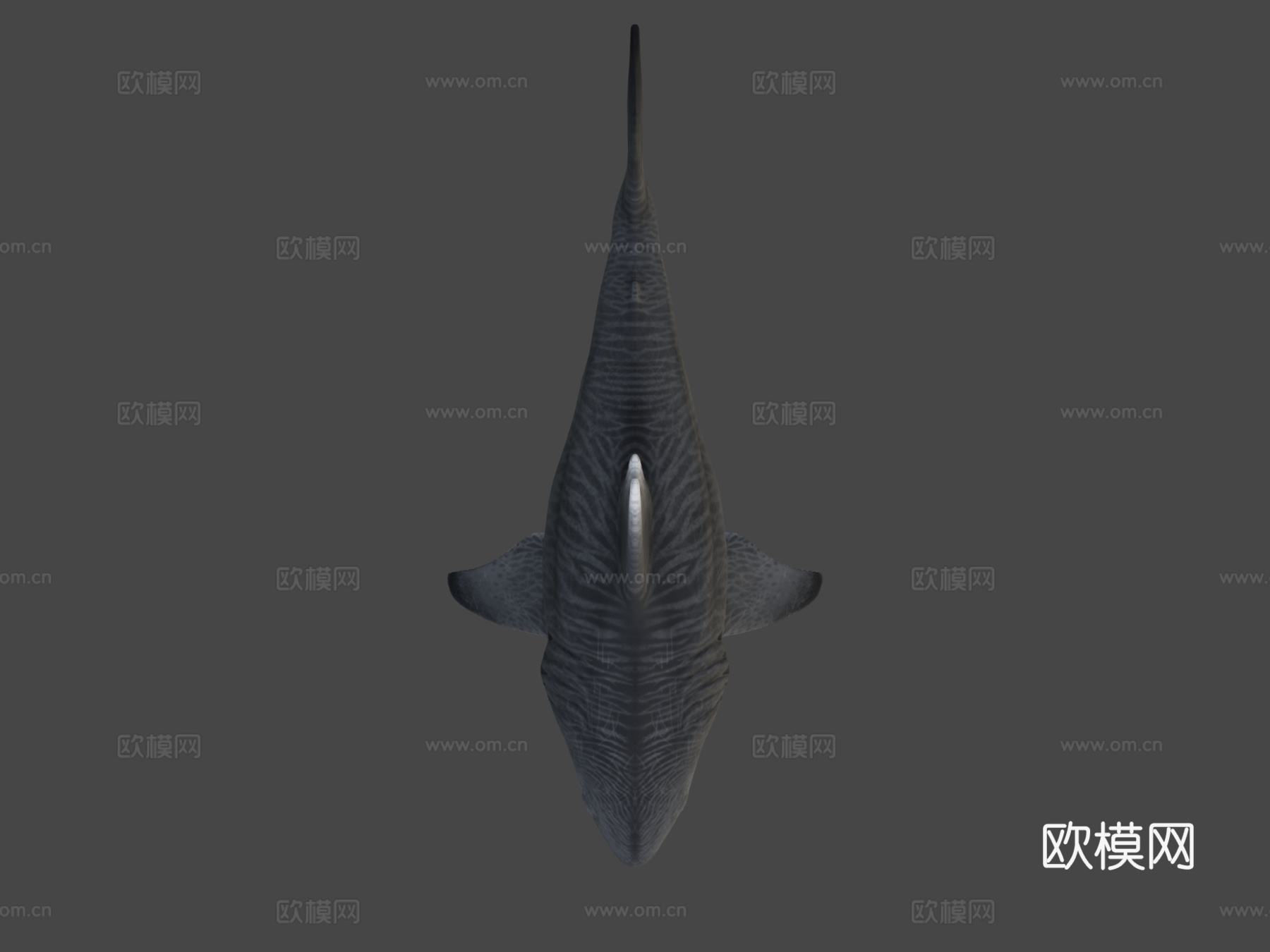 巨齿鲨3d模型